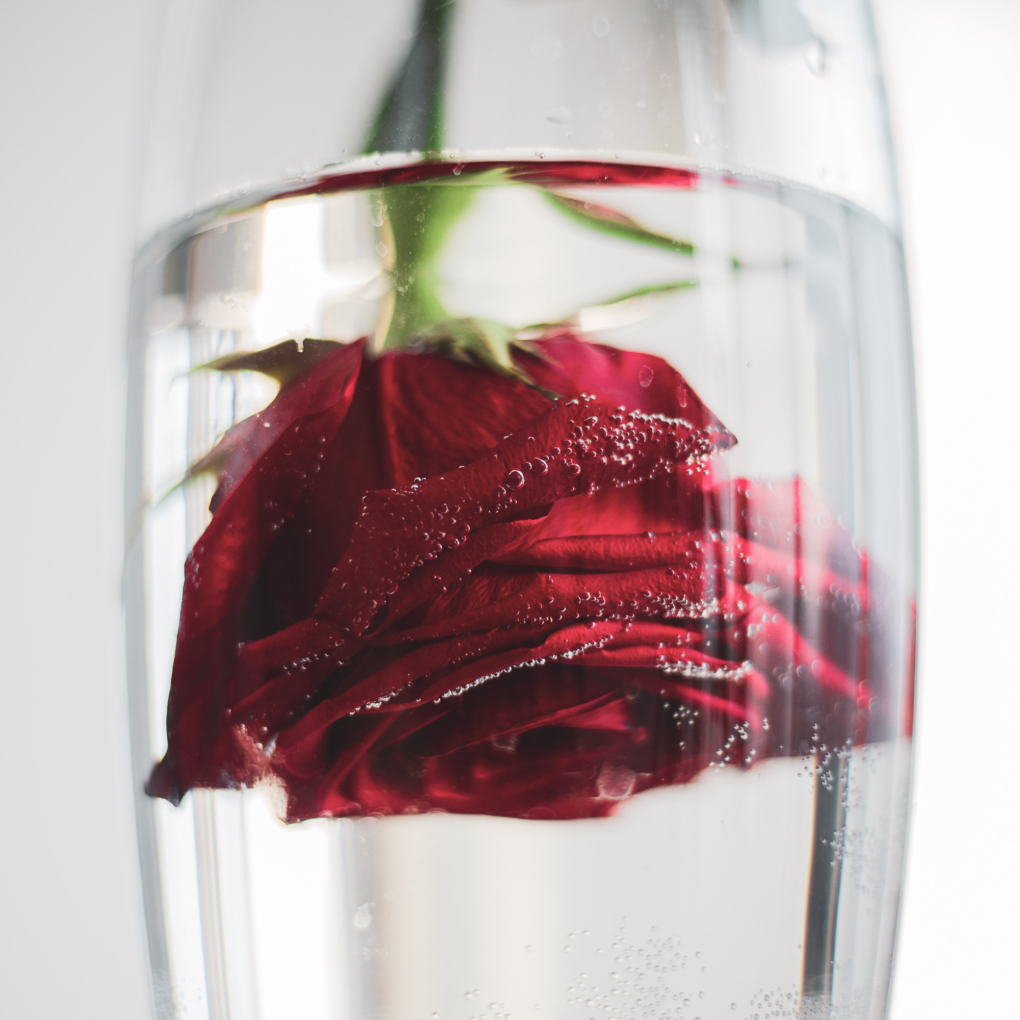 Фото цветов. Роза