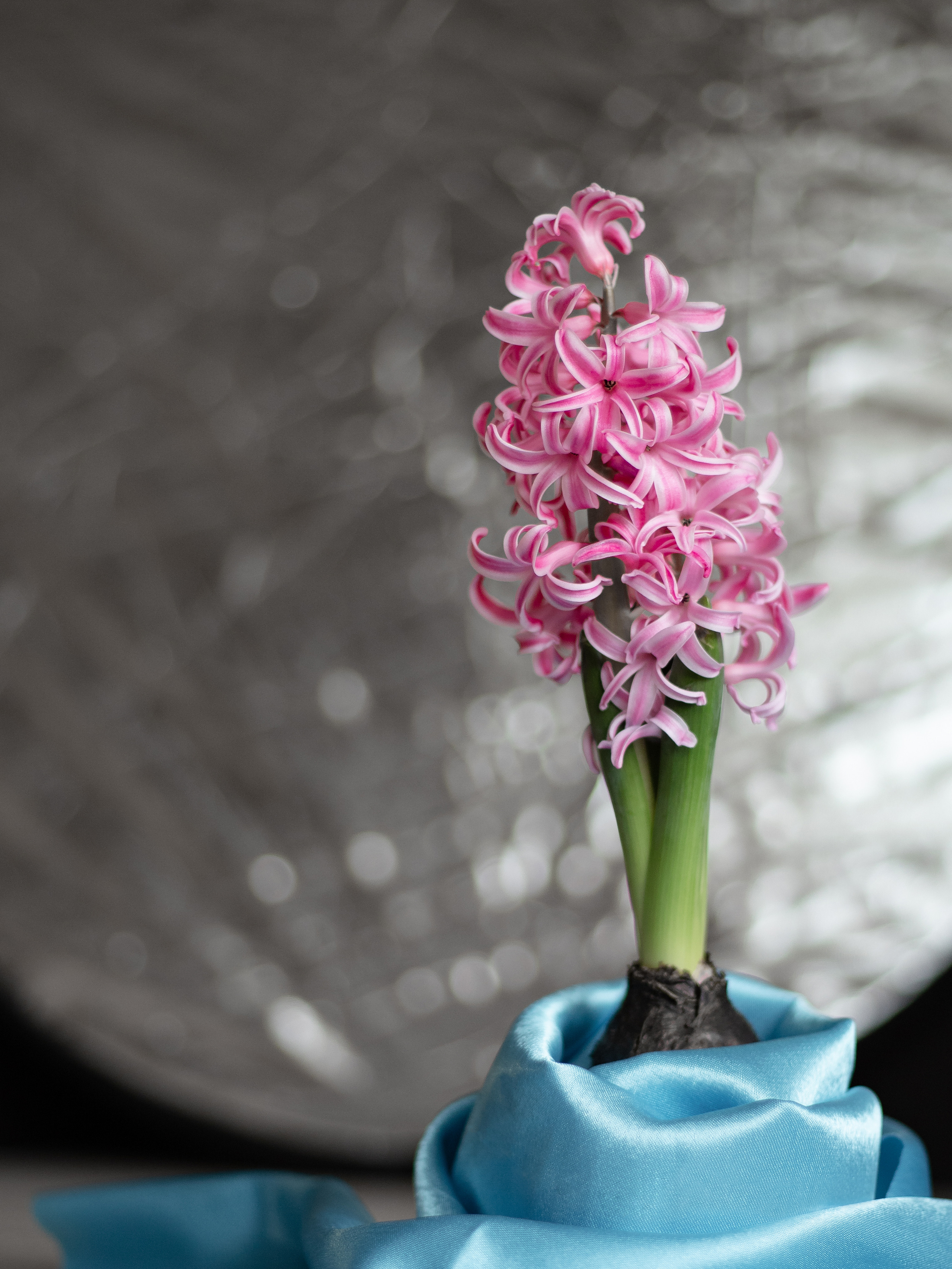 Фото цветов. Гиацинт