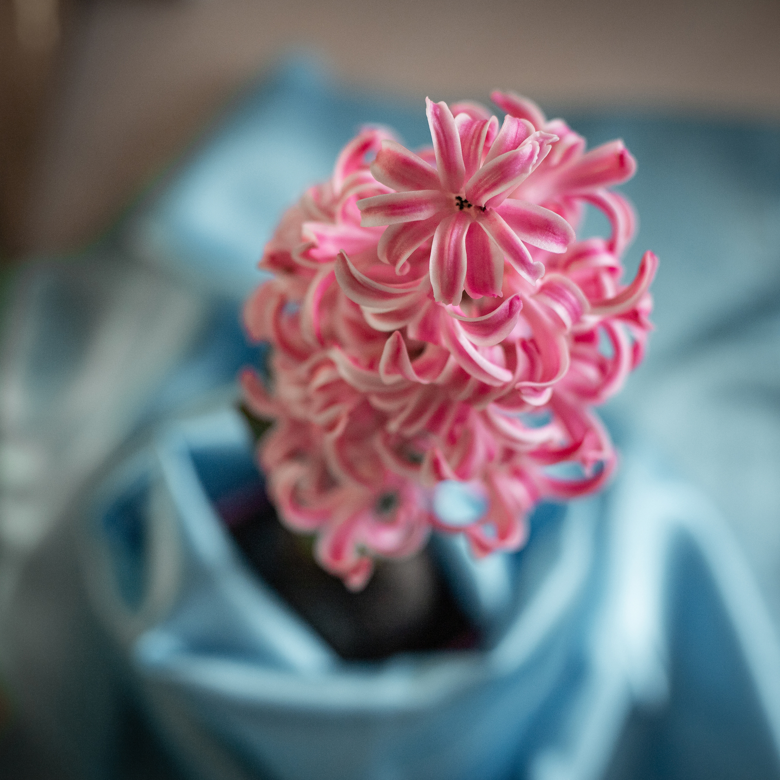 Фото цветов. Гиацинт