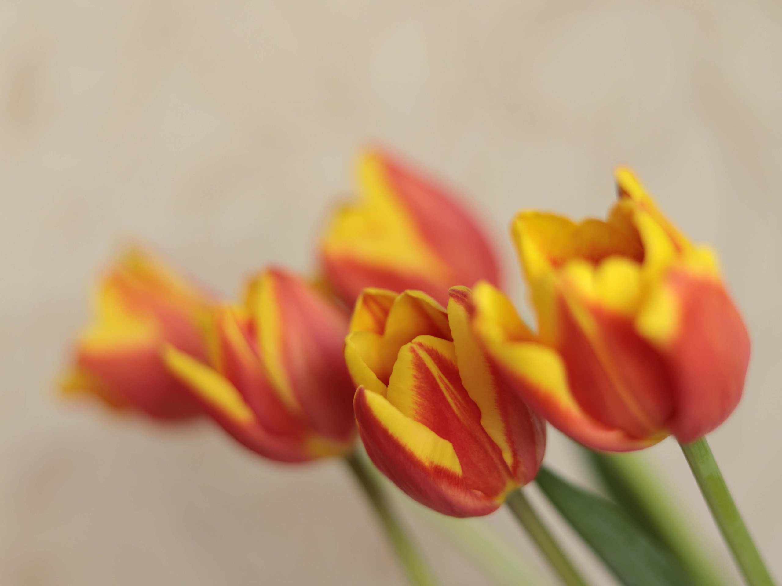 Фото цветов. Тюльпаны