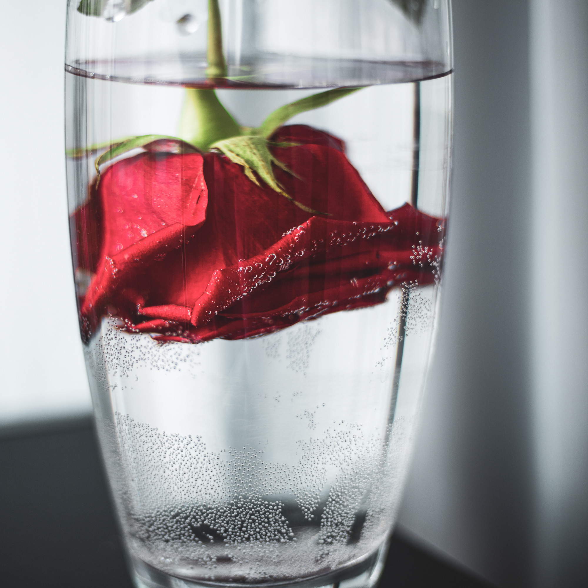 Фото цветов. Роза