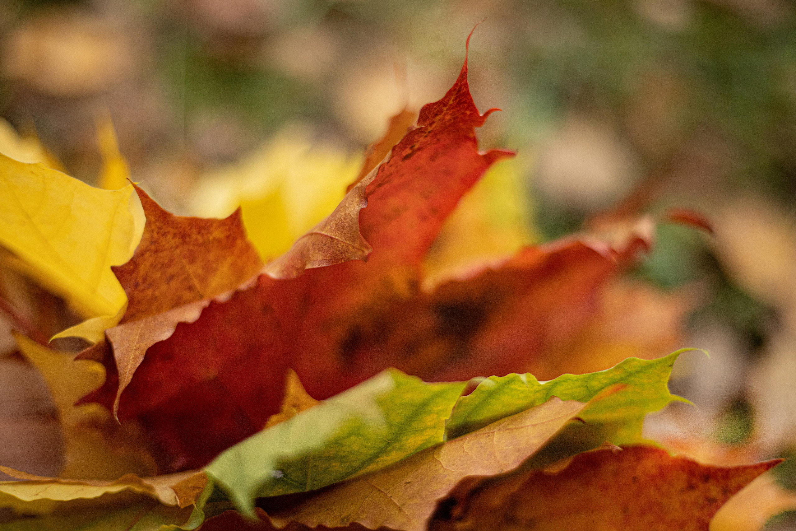 Черняевский лес «Золотые пески». Осень 2020. Ирина с сыновьями. Фотограф Пермь. Свадьбы. Семья и дети, школа, д. сад. Фотокниги