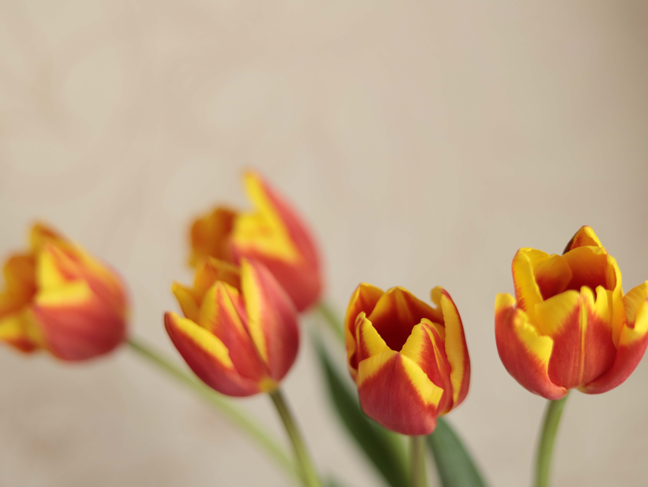 Фото цветов. Тюльпаны