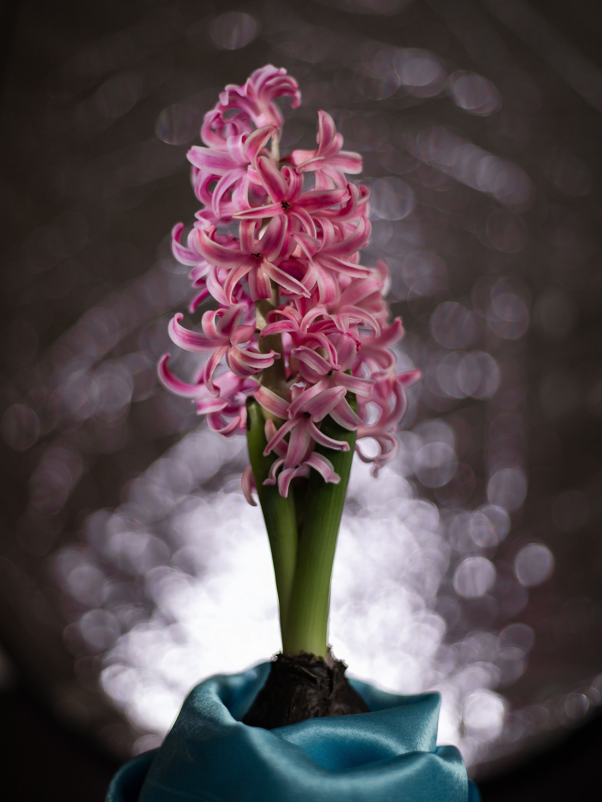 Фото цветов. Гиацинт