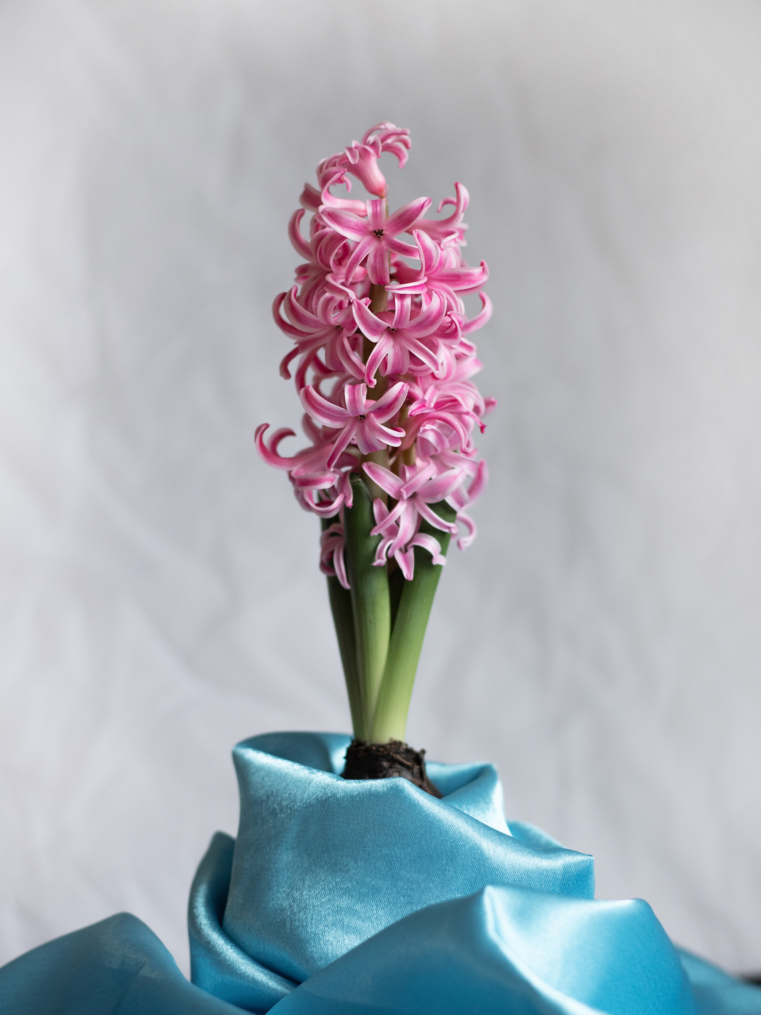 Фото цветов. Гиацинт