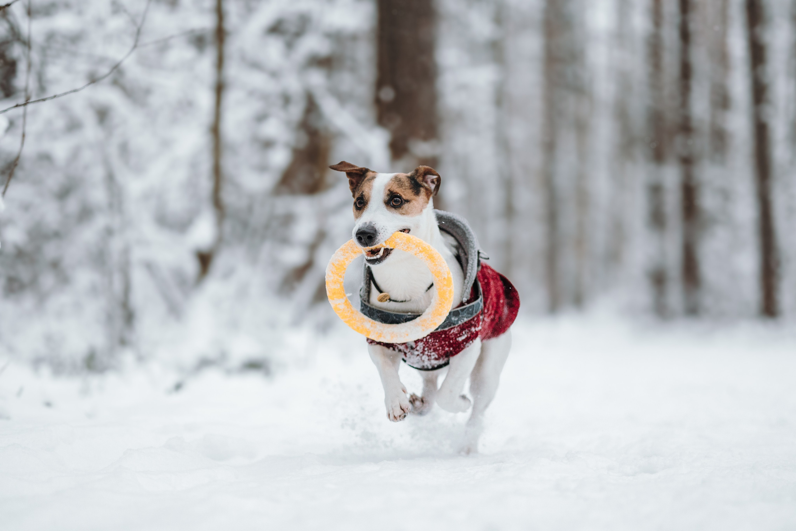 Мики и его семья. Фотограф — Анималист | Санкт-Петербург