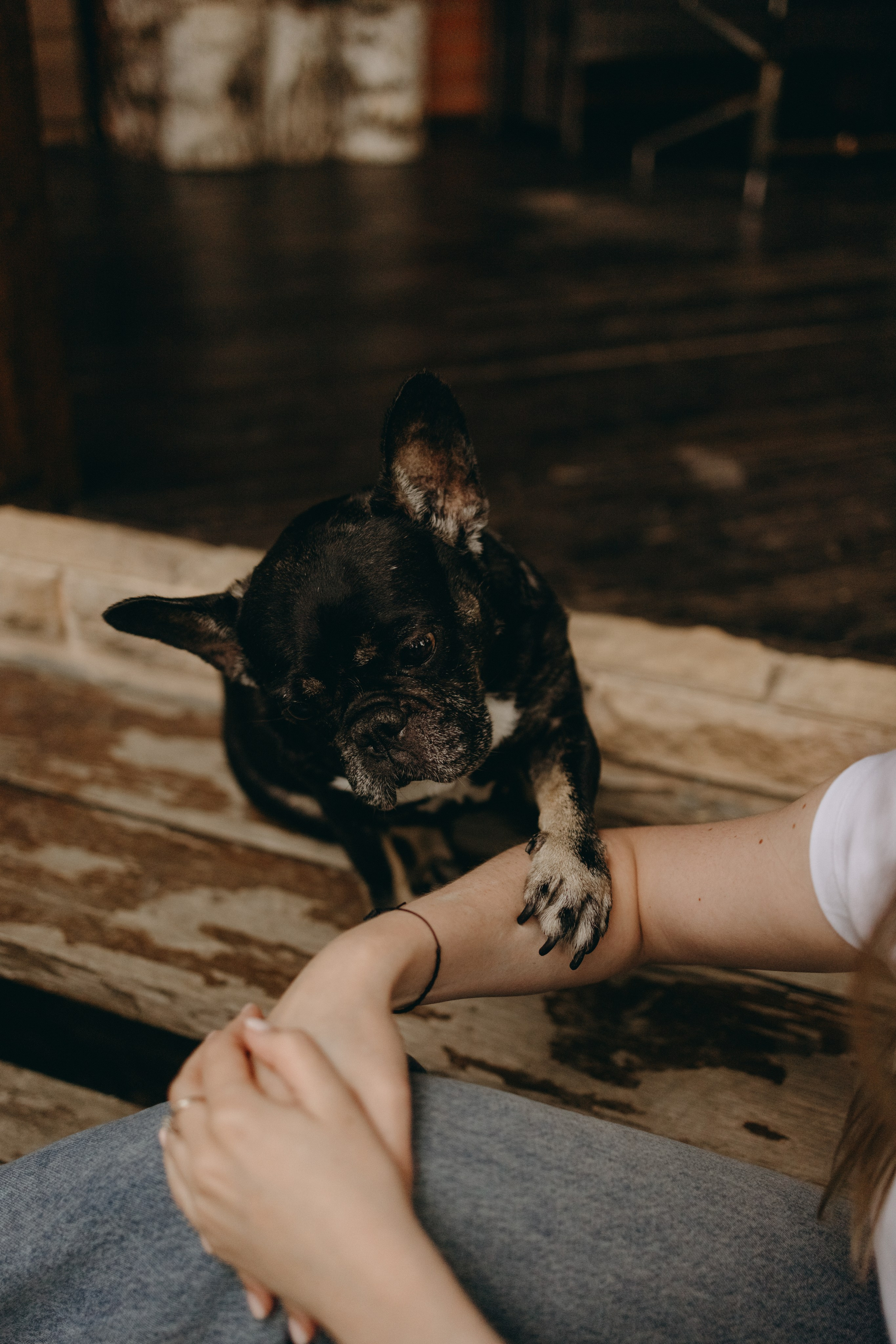 Софа и ее хвостики. Фотограф — Анималист | Санкт-Петербург