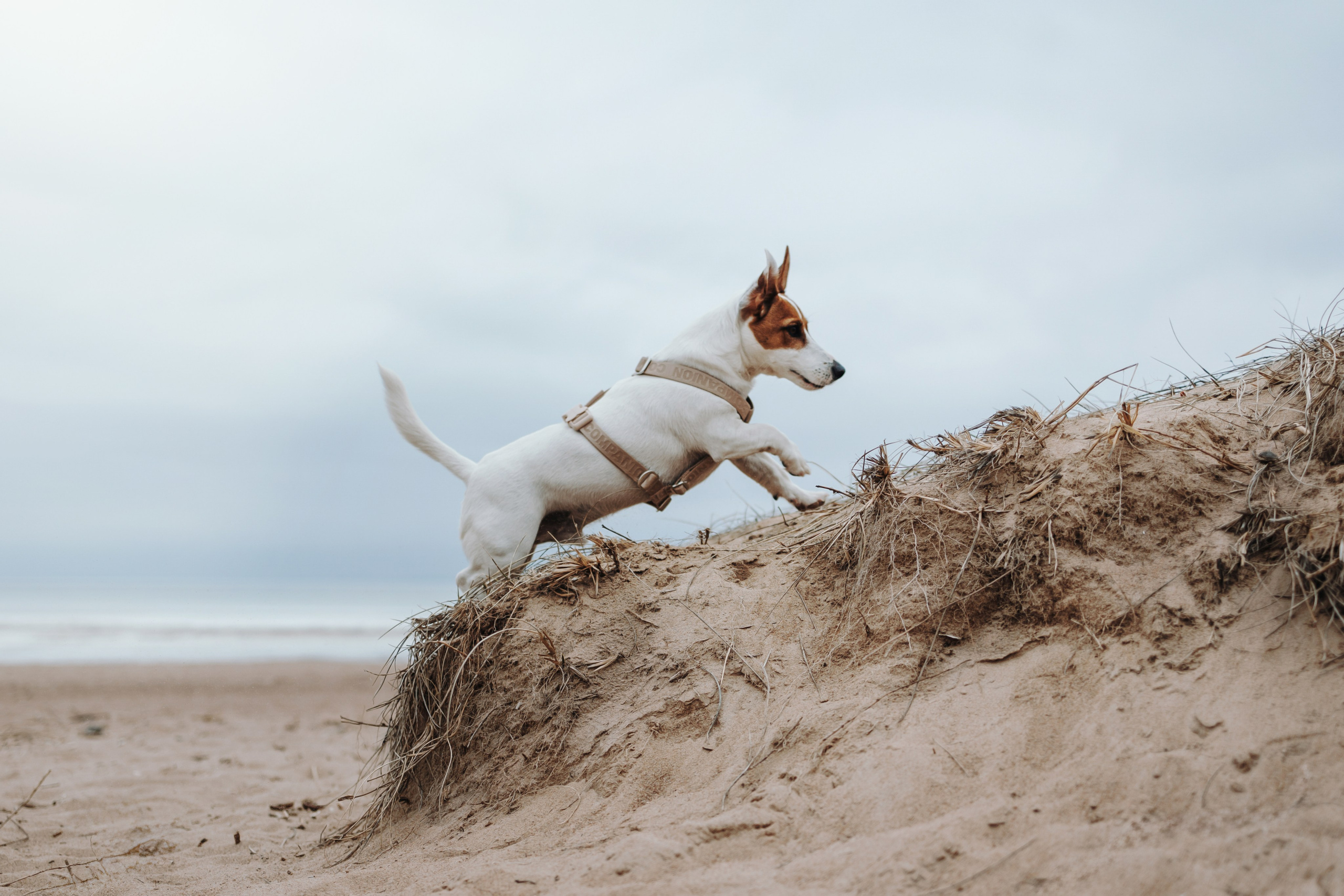 Саша и Джеки. Фотограф — Анималист | Санкт-Петербург