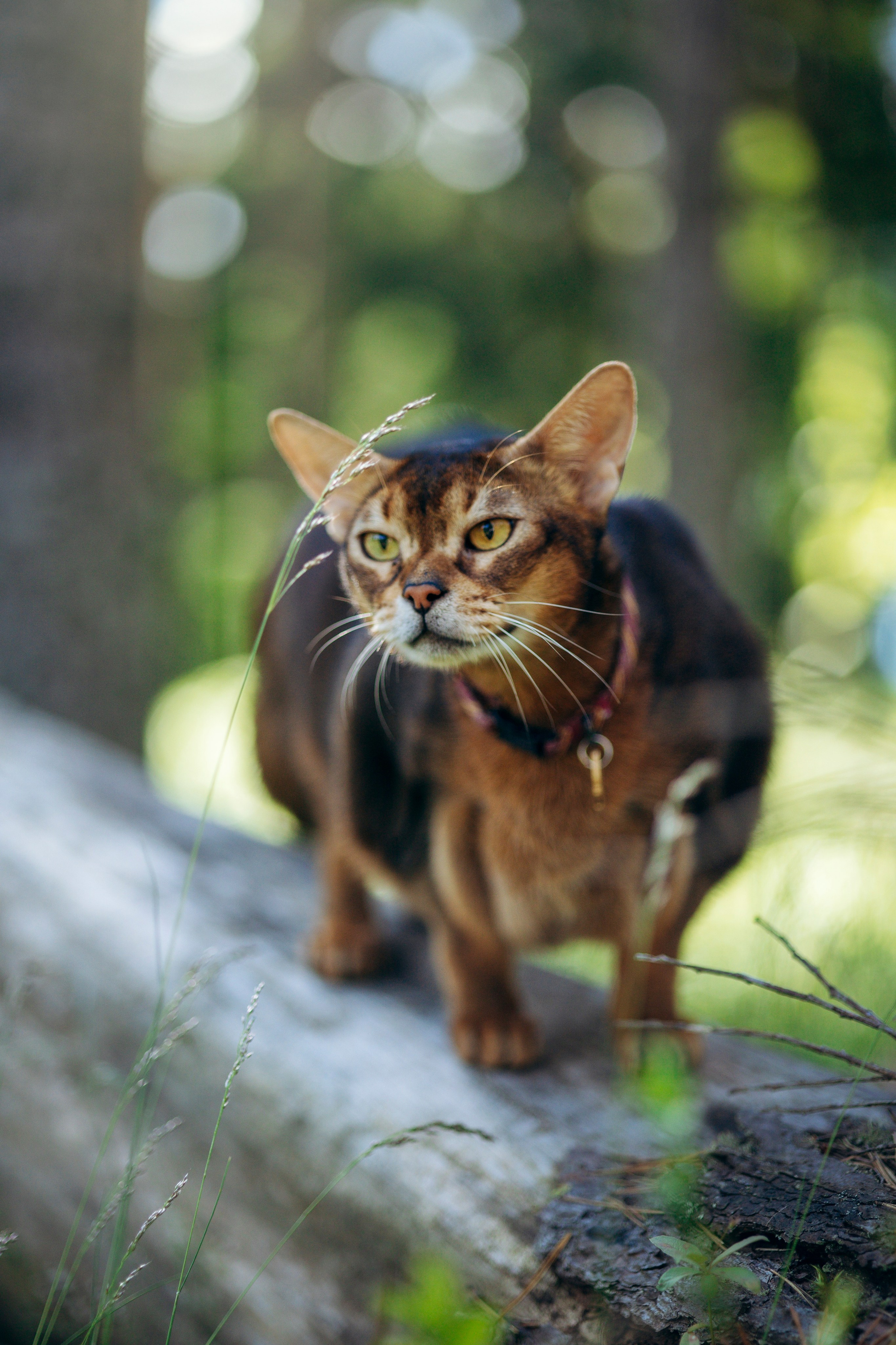 Котофеи и их семья. Фотограф — Анималист | Санкт-Петербург