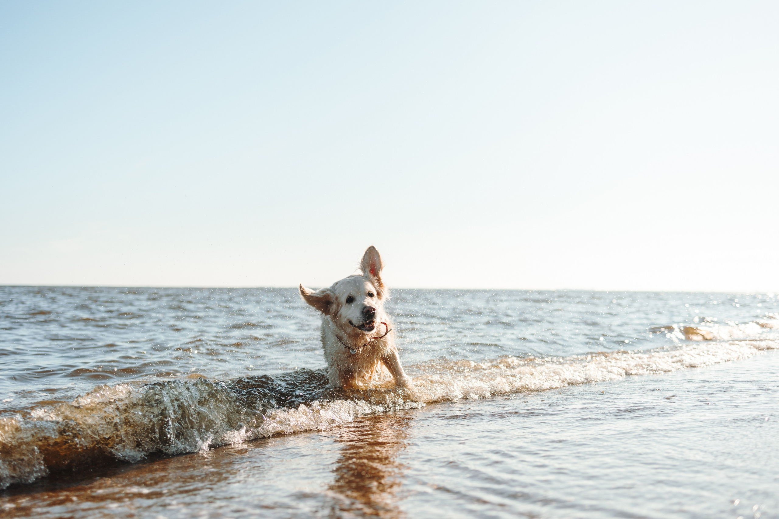 Катя и ее девочки. Фотограф — Анималист | Санкт-Петербург