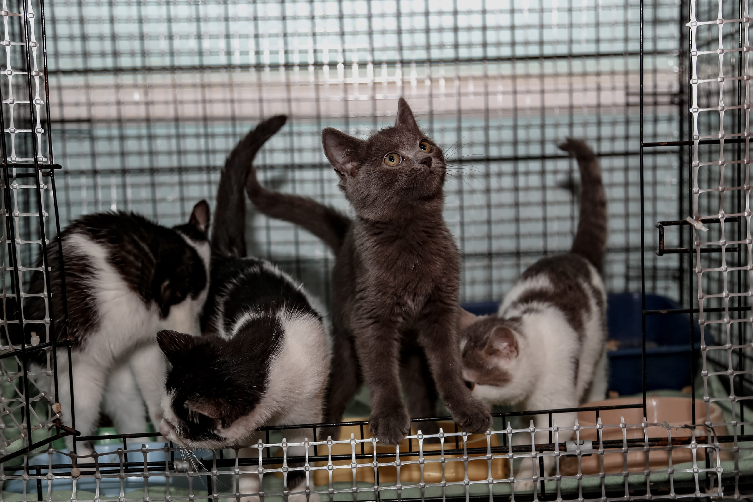 Приют Кошкин Дом Филимоша. Ваш фотограф в Оренбурге Рощупкина Екатерина