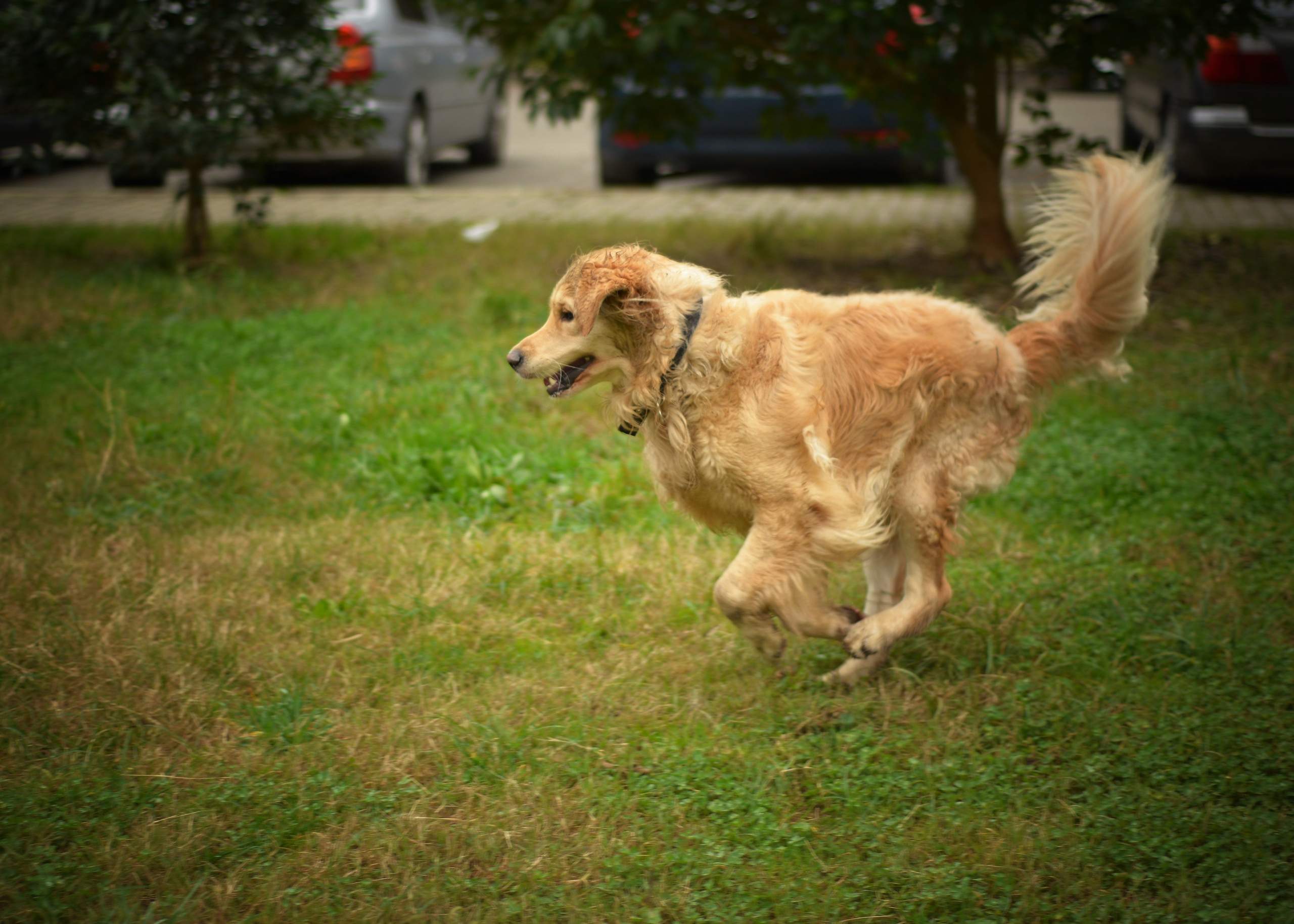 Животные. Фотограф • Елена Миронова