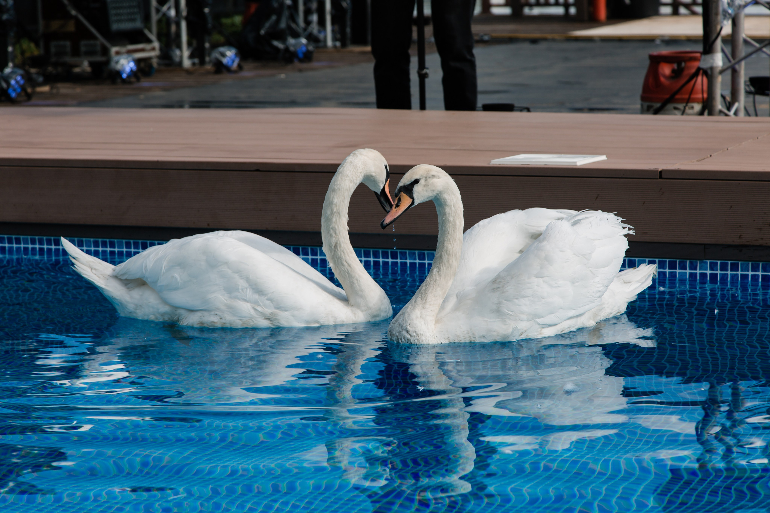 Свадебная фотосессия 3. Фотограф на свадьбу. Фотограф Анна Хомко. Беларусь, Москва, Варшава. Свадебная фотосъемка