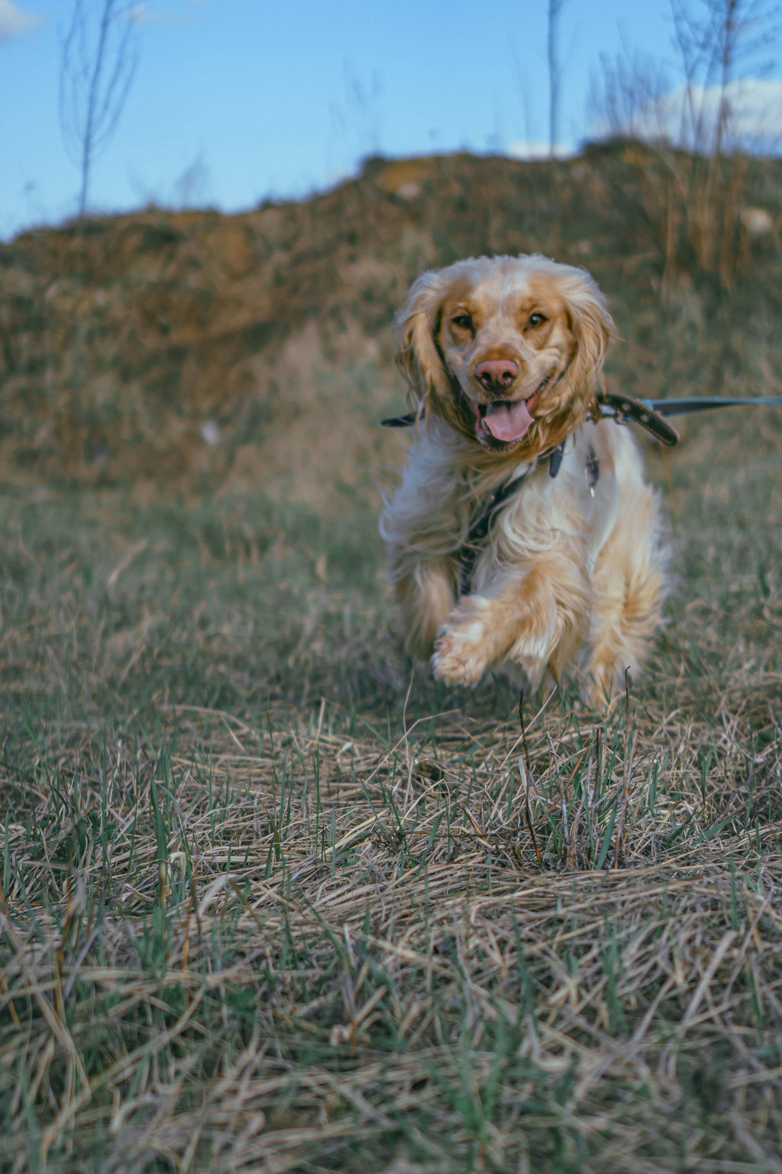 Лютик. Фотограф в Кстово и Нижнем Новгороде KOLOSOK