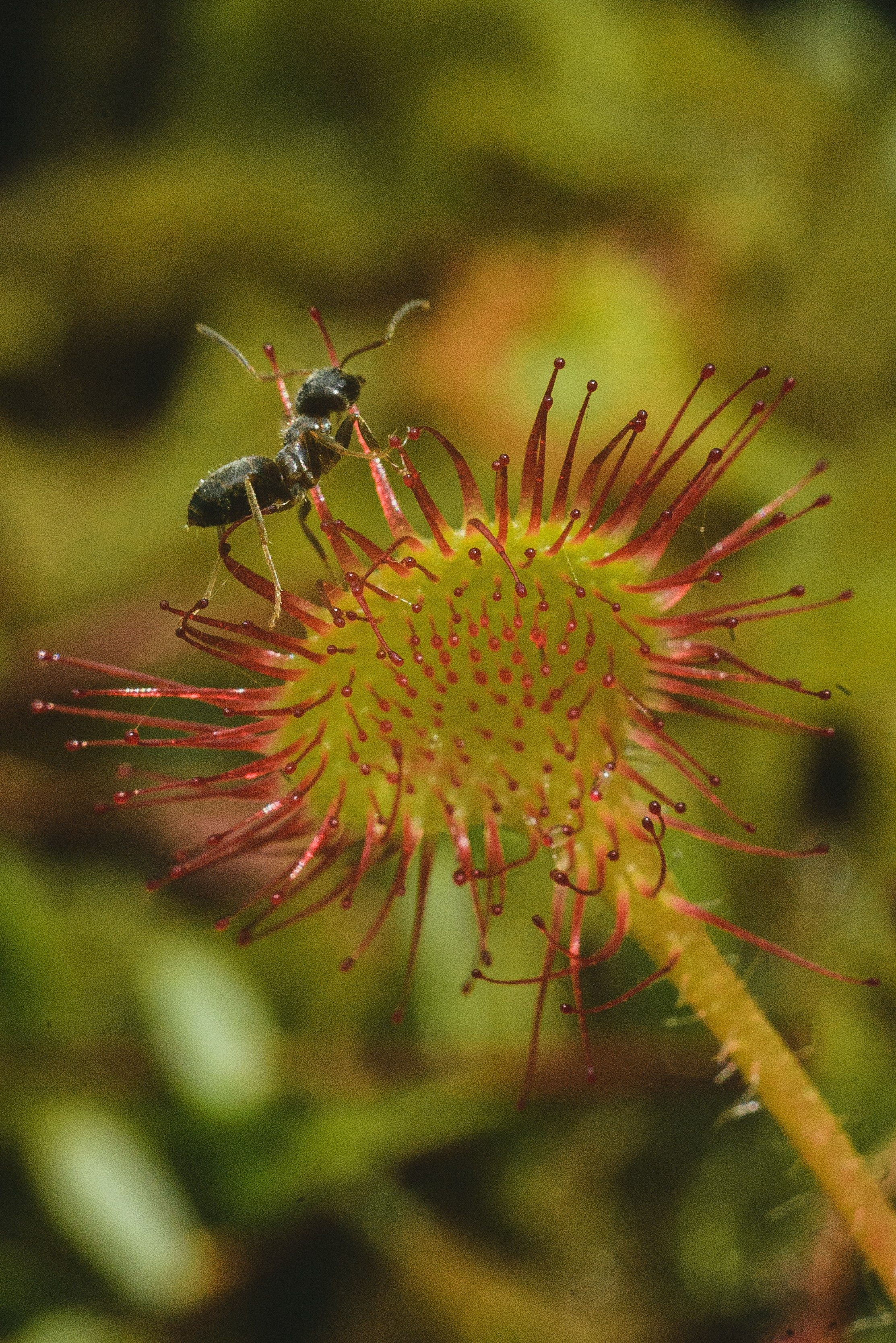 Фотопленэр на болоте. Фотообъединение Самарского областного отделения Союза журналистов России