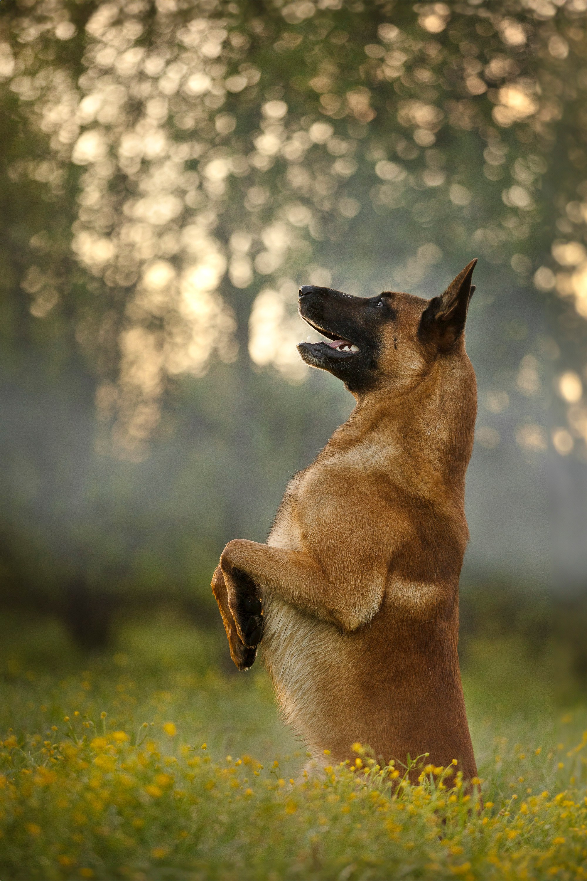 Рассвет с Прохором и Корицей. Фотограф анималист, семейный фотограф, фотограф собак Комратова Мария. г. Москва