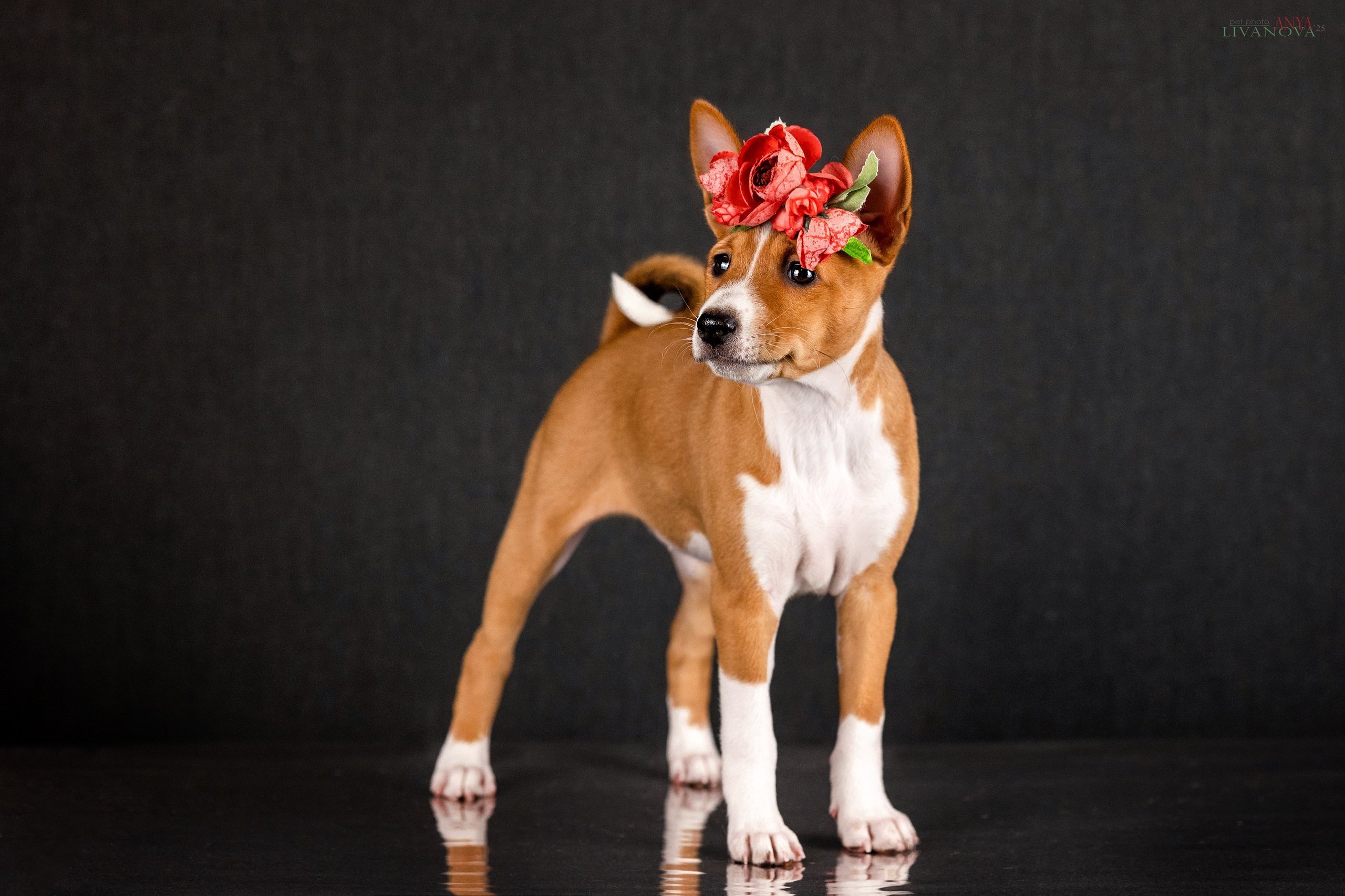 Басенджи. Фотограф анималист Аня Ливанова | Рыбинск