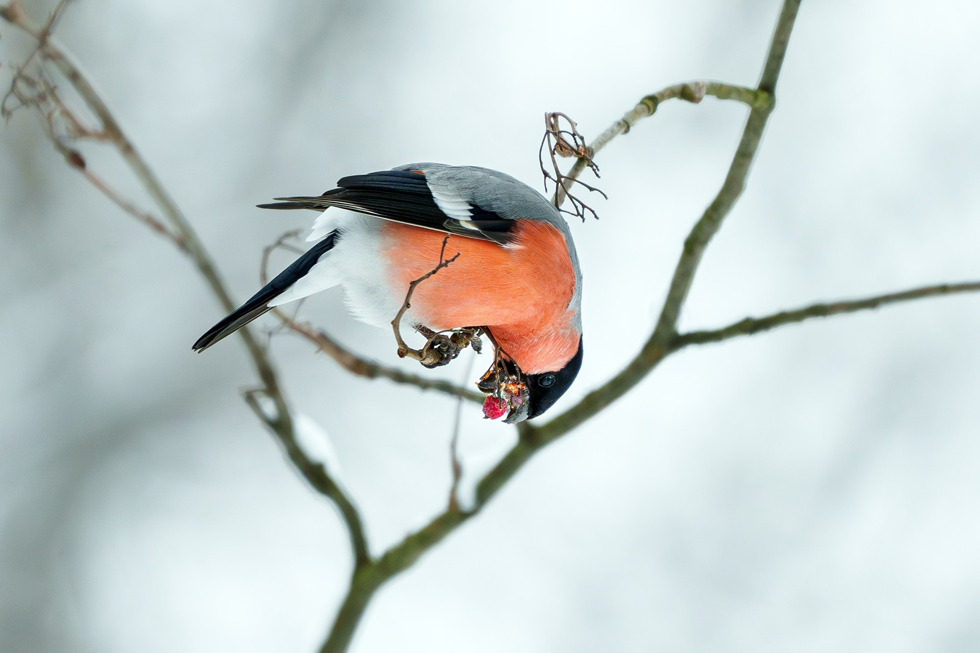 Удивительные мир птиц. Вокруг нас столько прекрасного — присмотритесь!. Ваш личный фотограф Марина Волкова