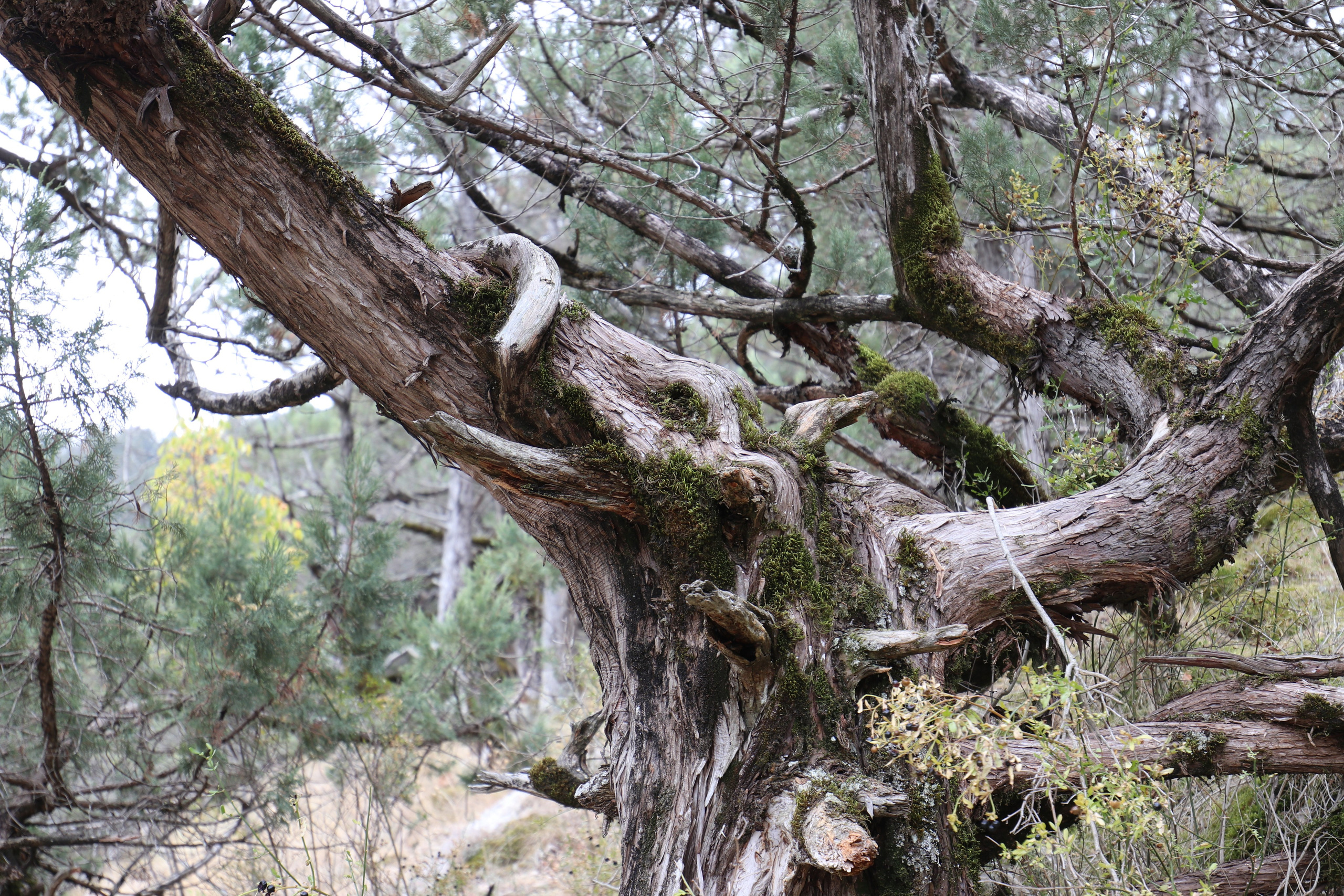Крым. ЮБК (Фиолент, Ай-Петри, Роман-Кош). Знакомство. Октябрь 2017. Путешественник-фотограф из Санкт-Петербурга Татьяна Свистулина
