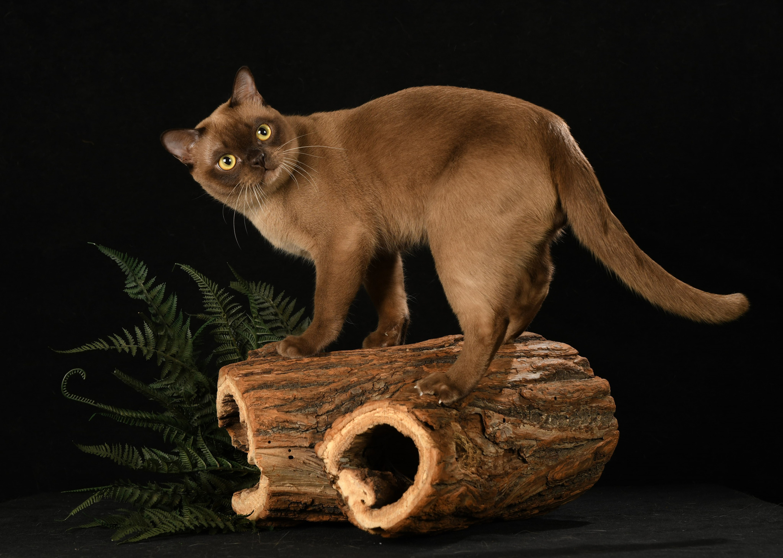 Котёнок американской бурмы. Las Burmas — питомник американской бурмы традиционных линий