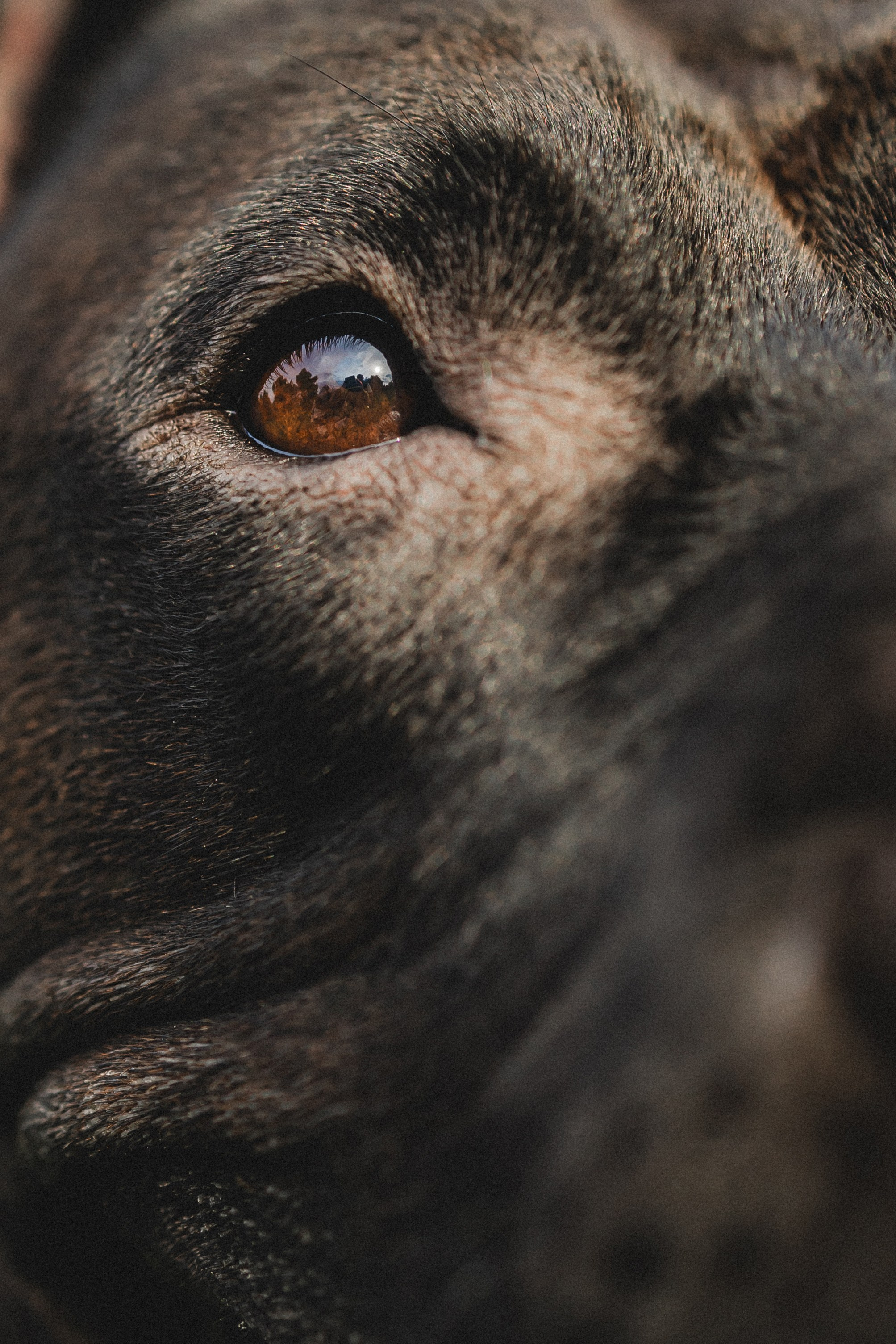 Паша, Хайди и Тея