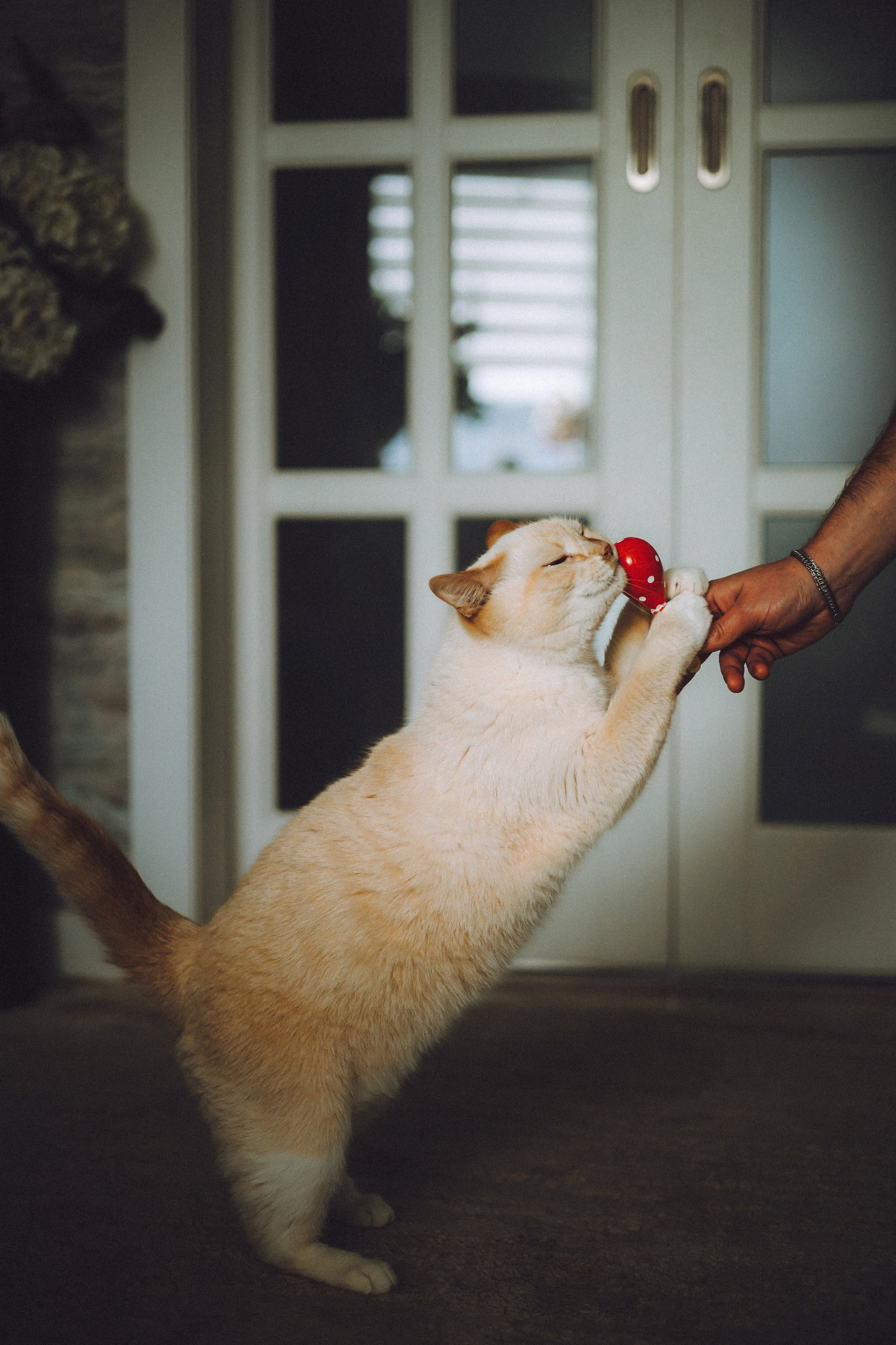 Топик и его семья