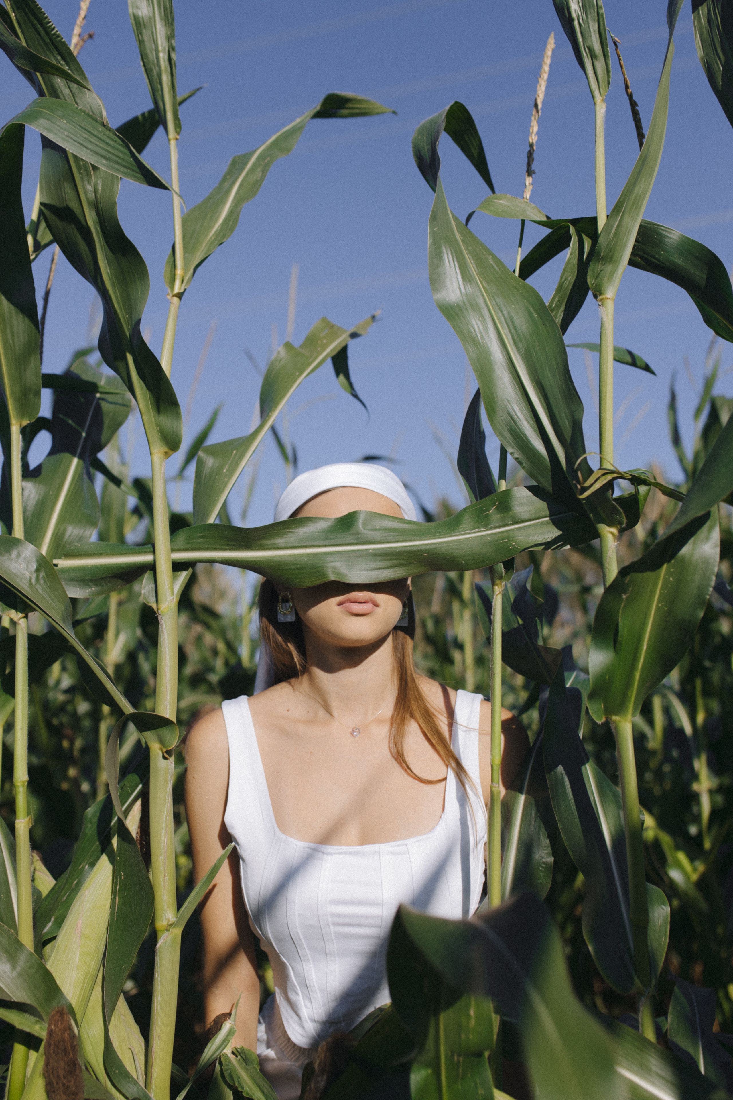 Любовь нашла в кукурузе