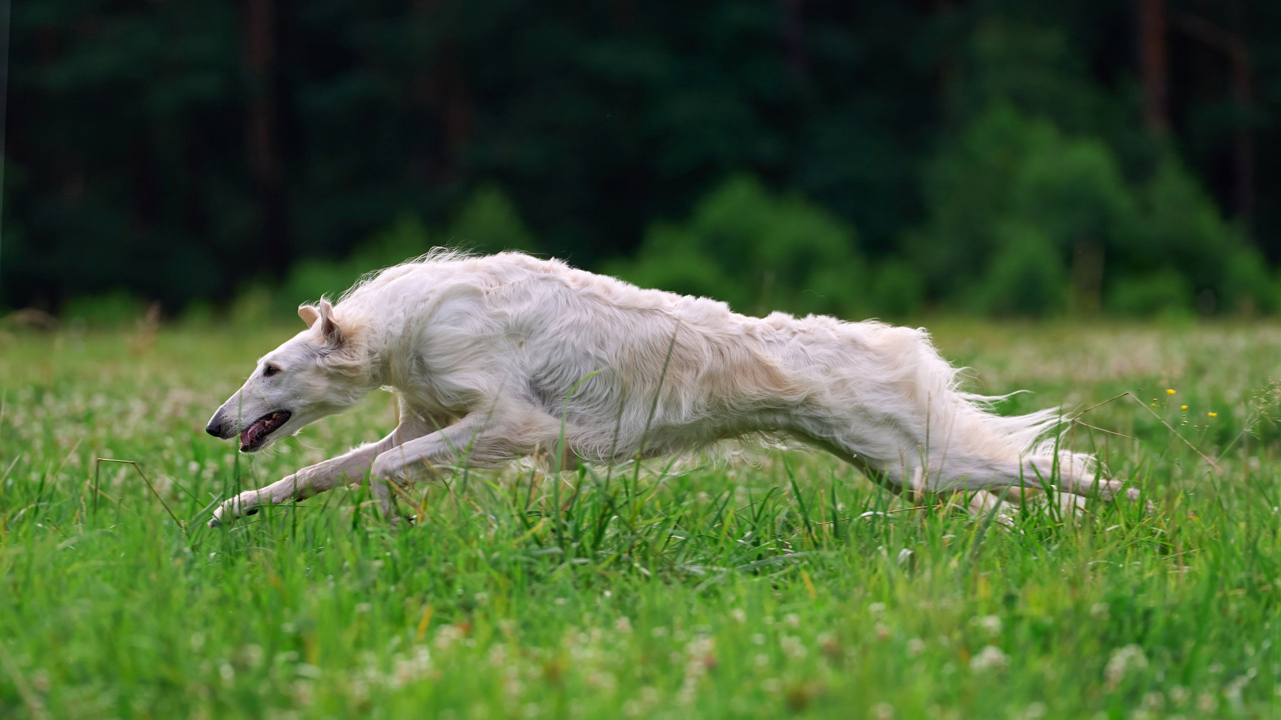 Тренировка по курсингу в Донино. Фотограф-анималист Михаил Манухин