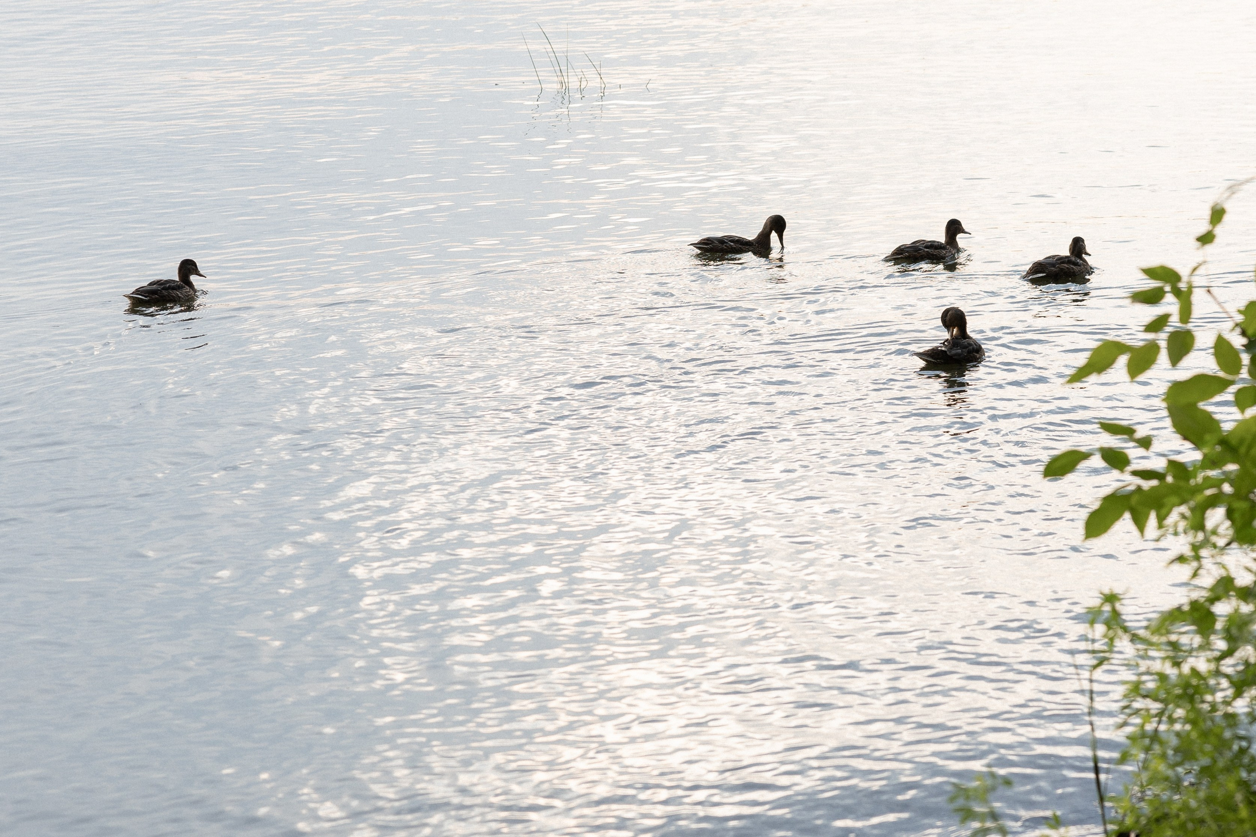 Антон, Ксюша и Артем. Семейный и свадебный фотограф в Челябинске Мария Леонтьева
