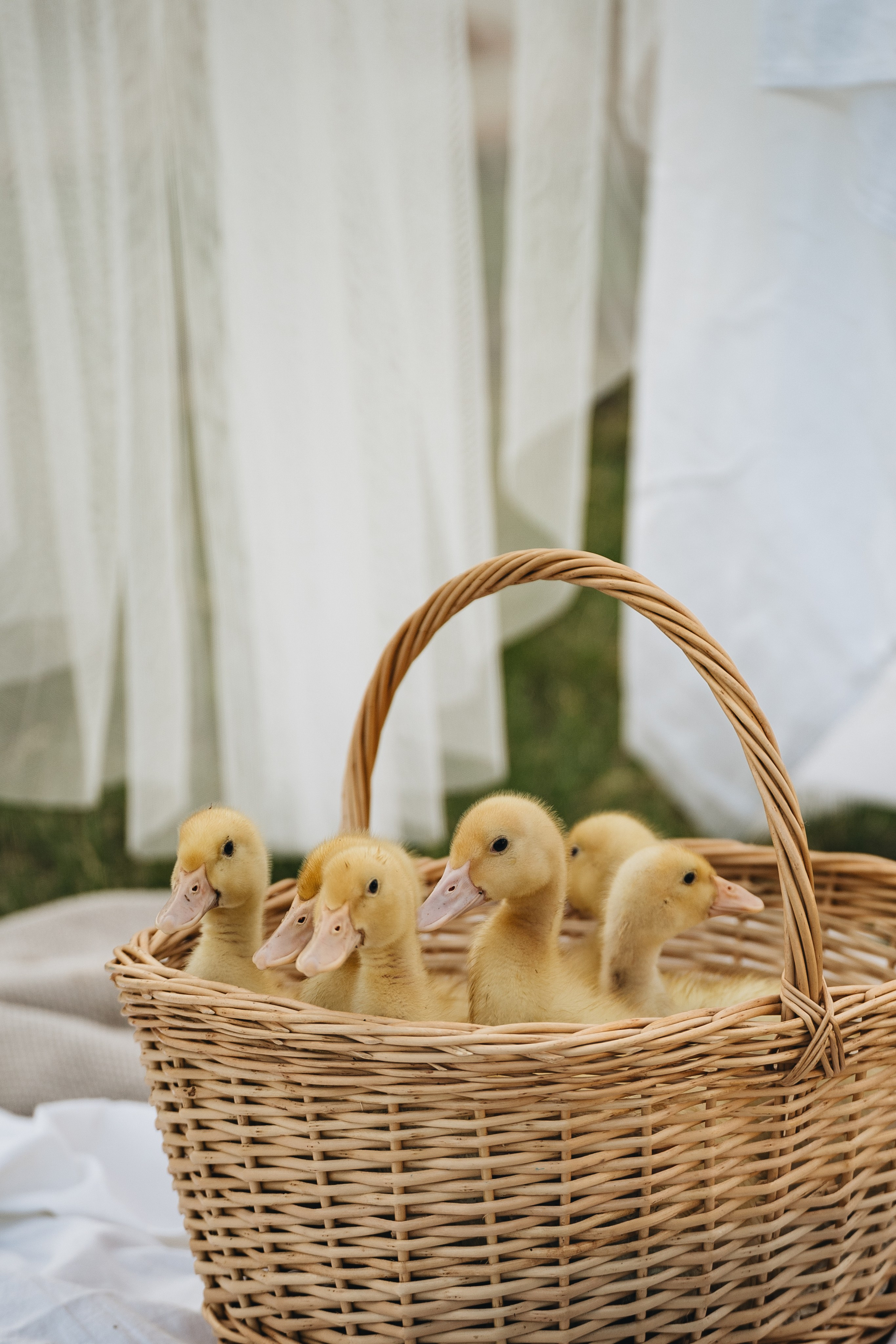 Маленькие утята для семейной фотосессии.