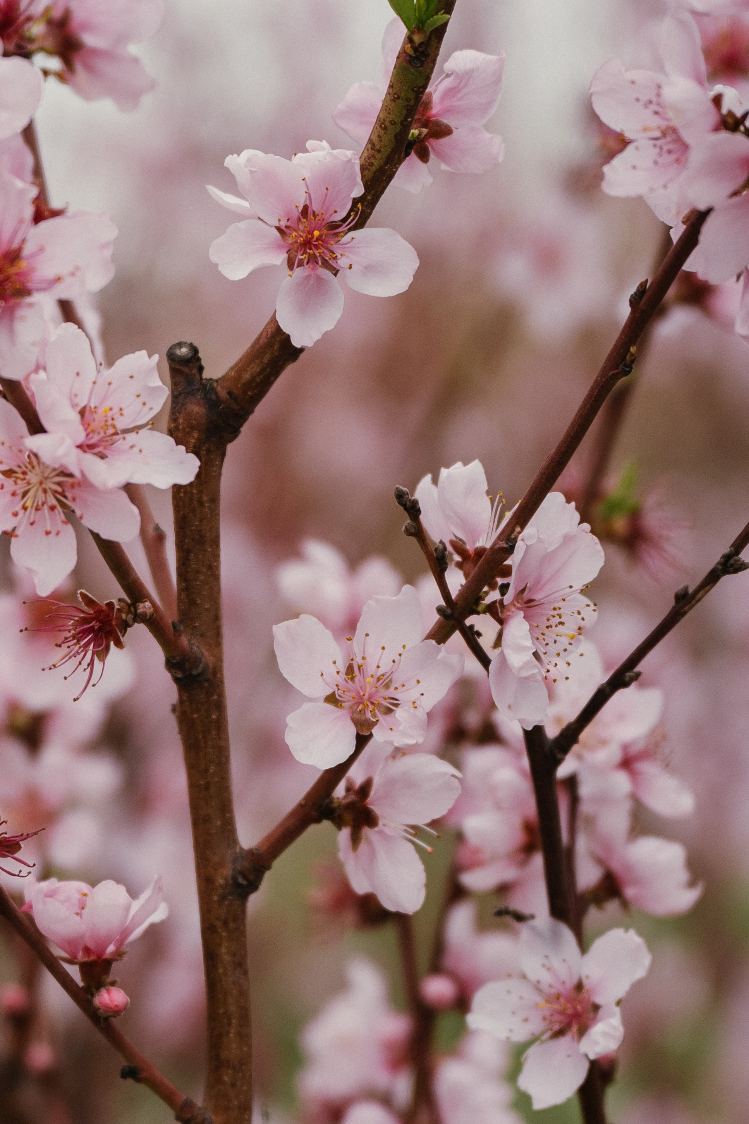 Фото в стиле "Весенняя сказка": разлетающиеся складки розового платья