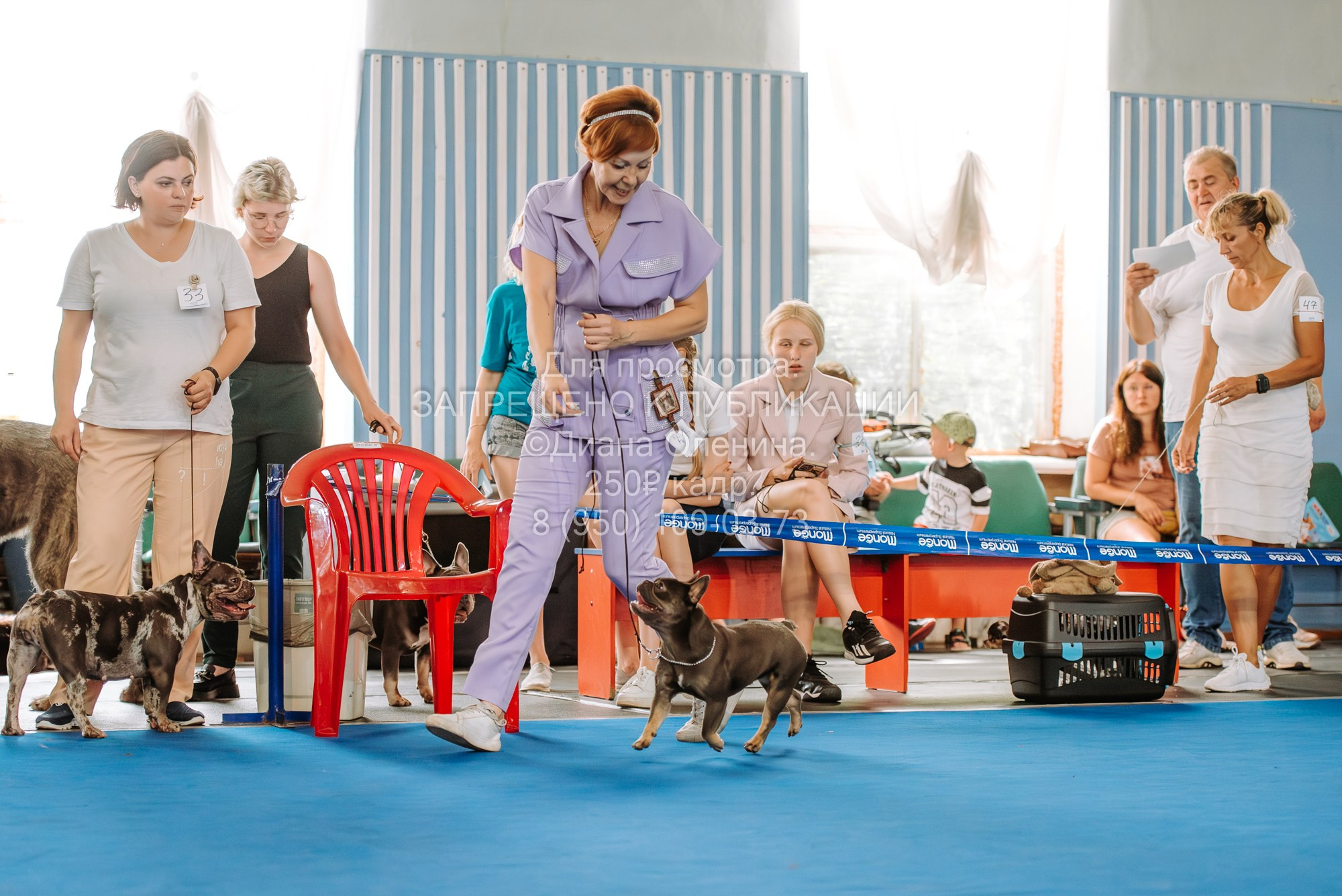 Национальная выставка собак всех пород ранга САС-IKU «Кубок Красноярск. Фотограф Диана Оленина Красноярск / Братск