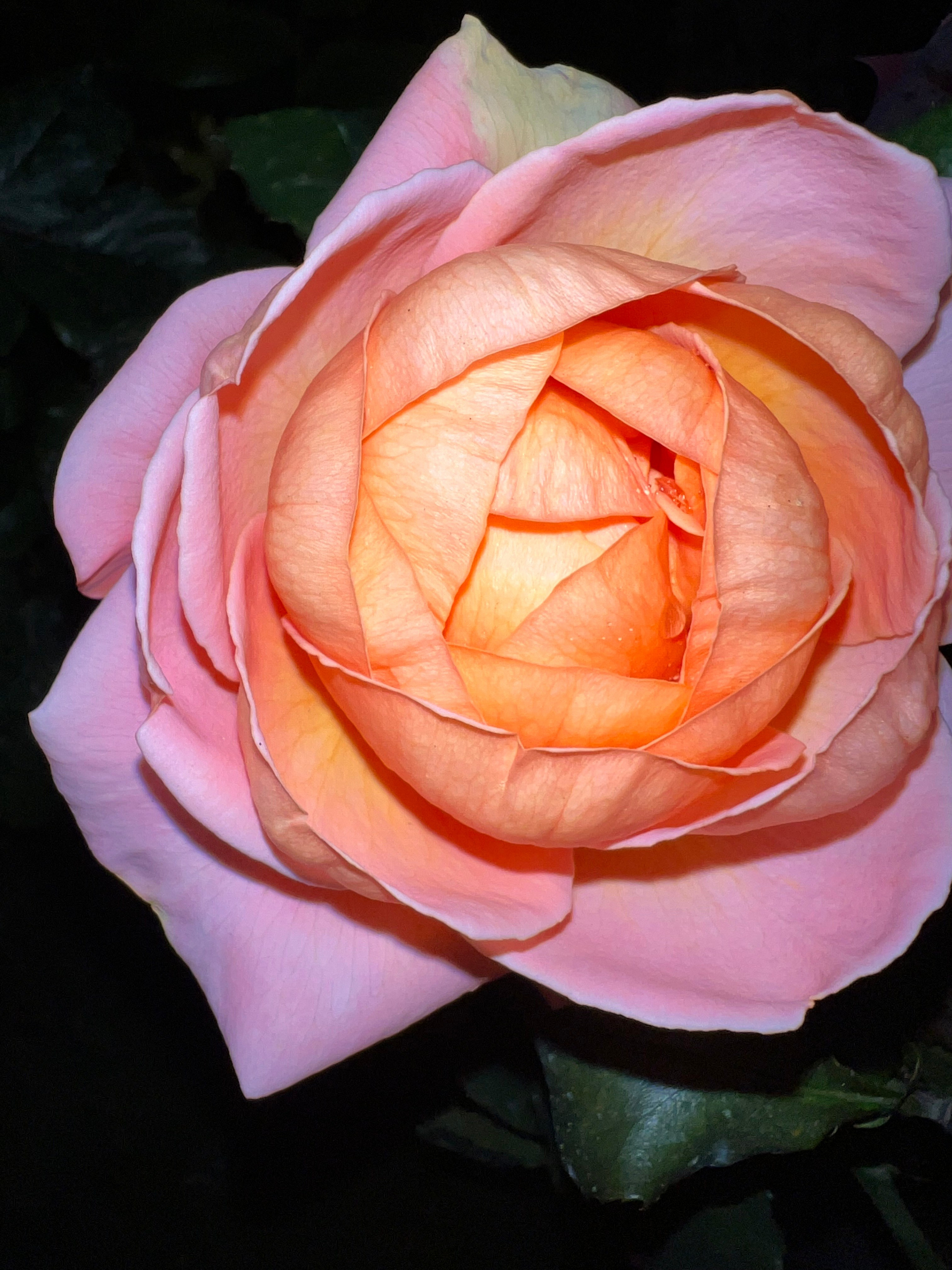 Цветы ночи. Анна Хвалина