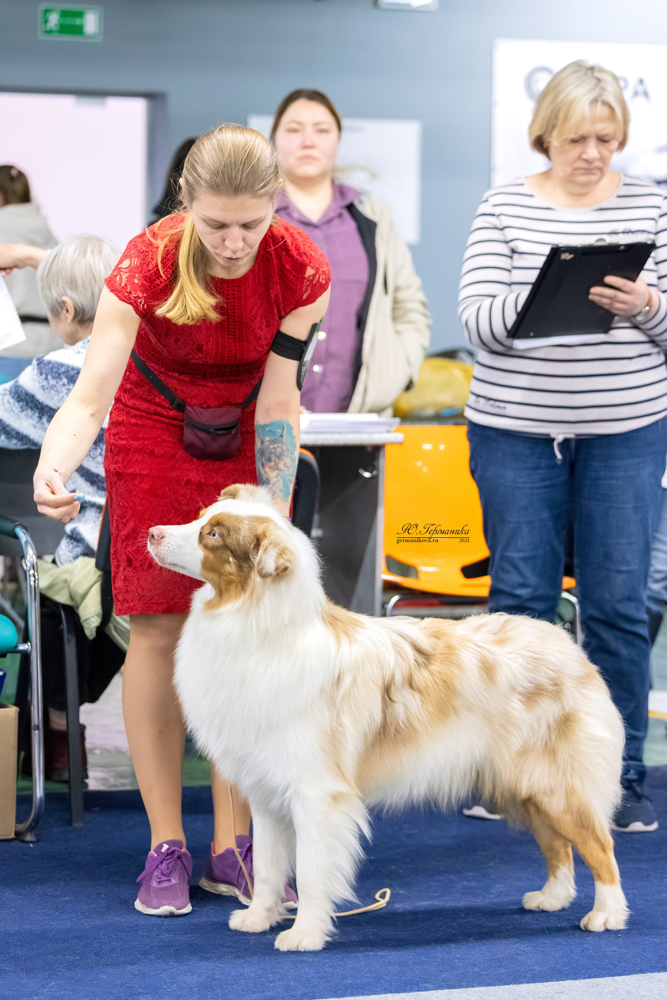 Сфера 08 и 10.03.2024 2хмоно ротвейлеров+2хмоно сао. Фотограф-анималист Юлия Германика