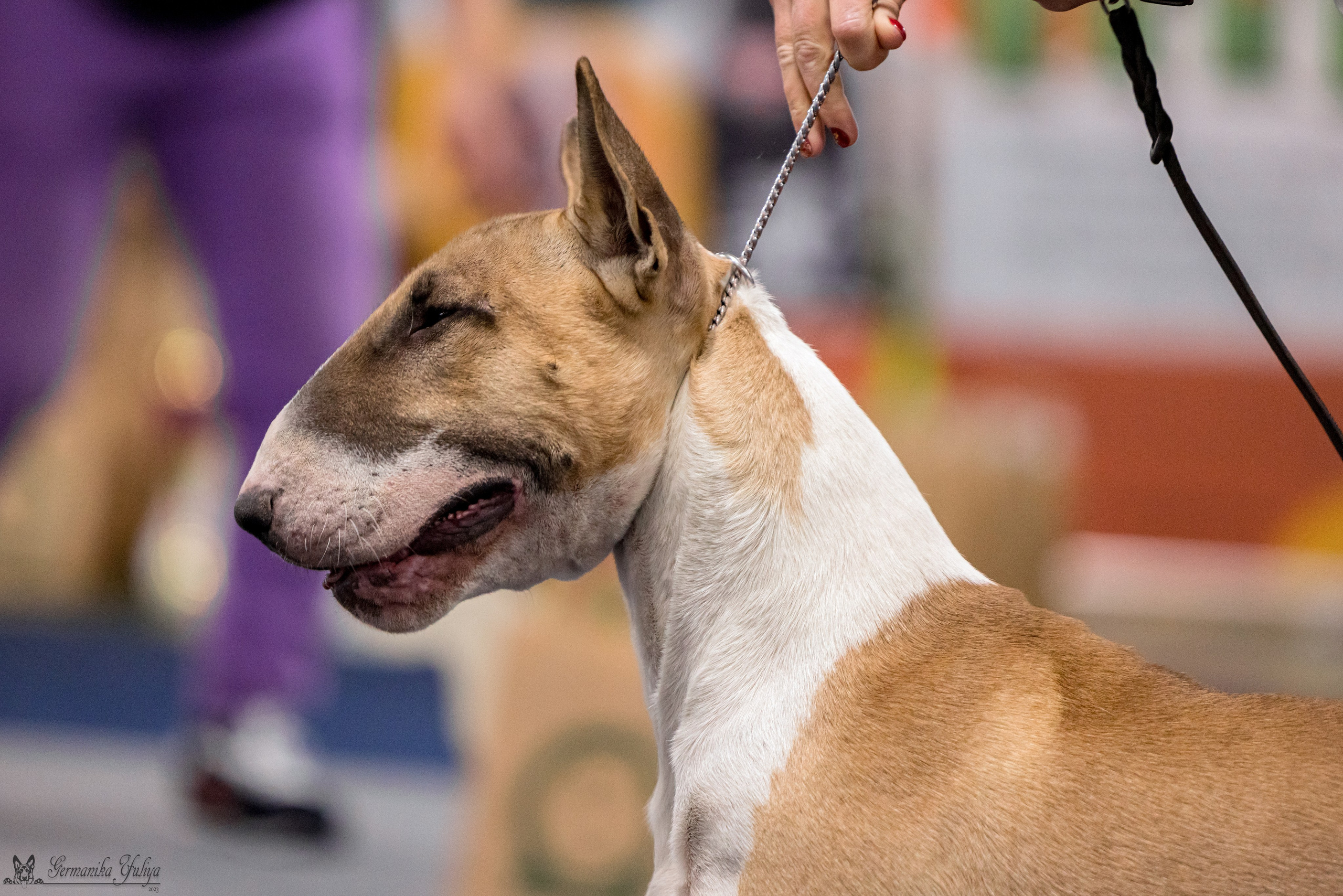 Сфера 29.10,Крокус 4.11,Сфера 12.11.2023. Фотограф-анималист Юлия Германика