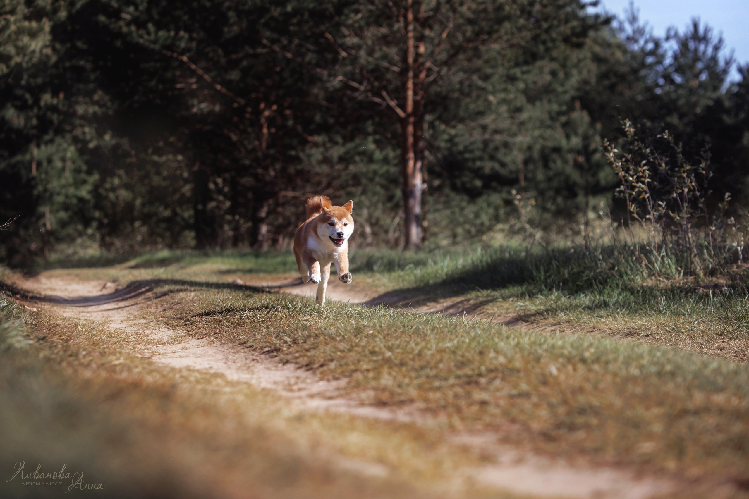 Сиба. Фотограф анималист Аня Ливанова | Рыбинск