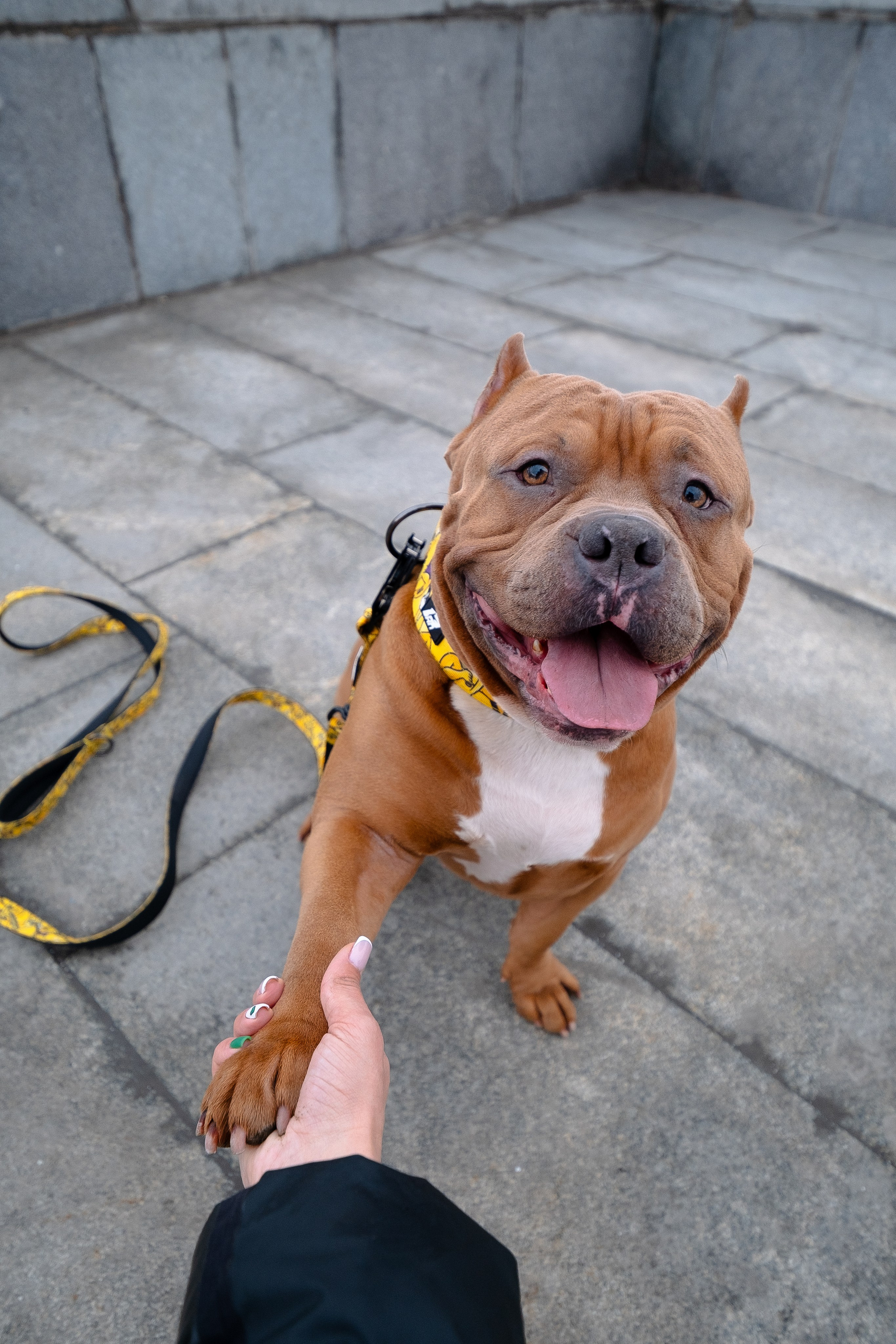 Спай и его семья. Фотограф и видеограф анималист Аганина Дарья