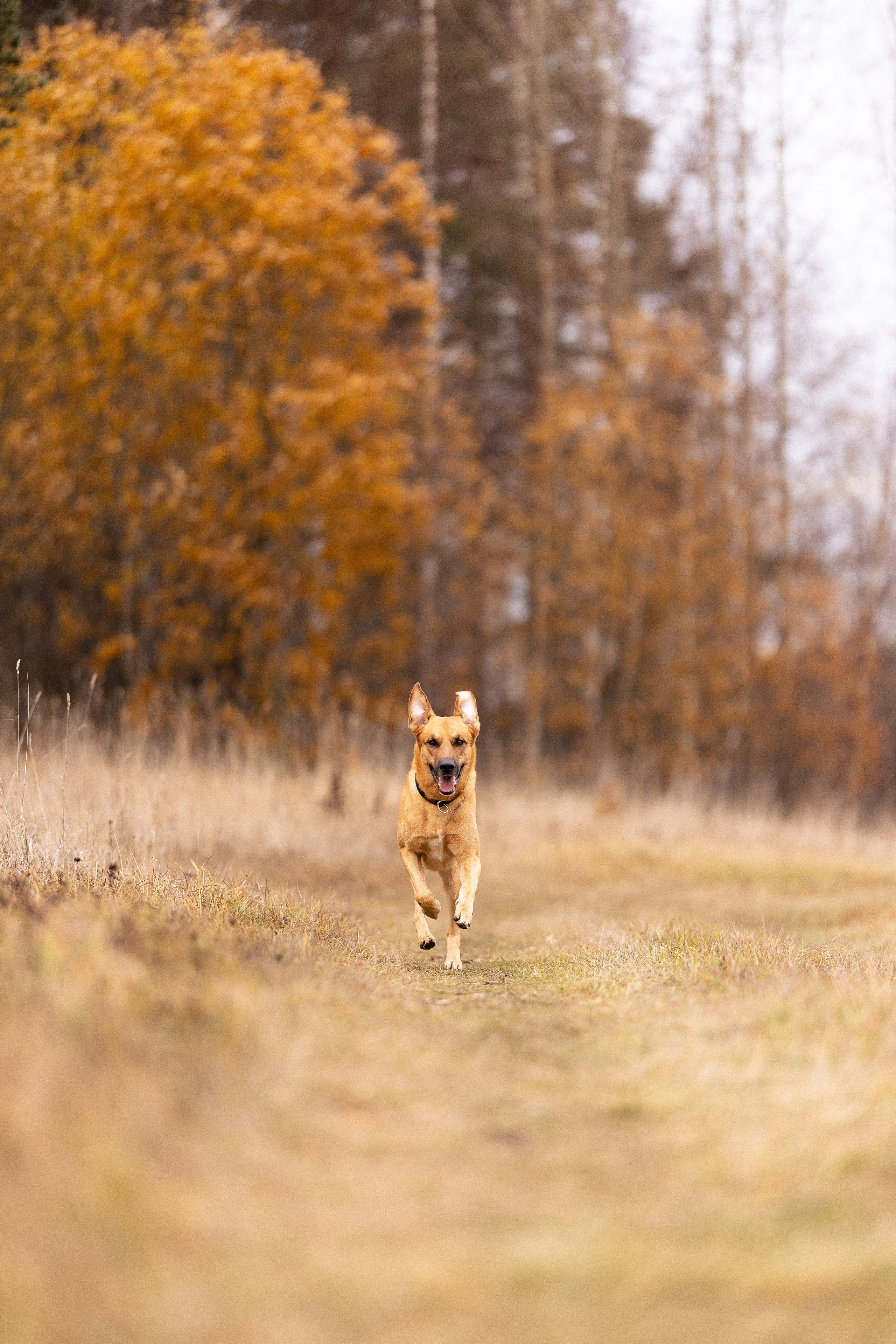 Karelia. Фотограф и видеограф анималист Аганина Дарья