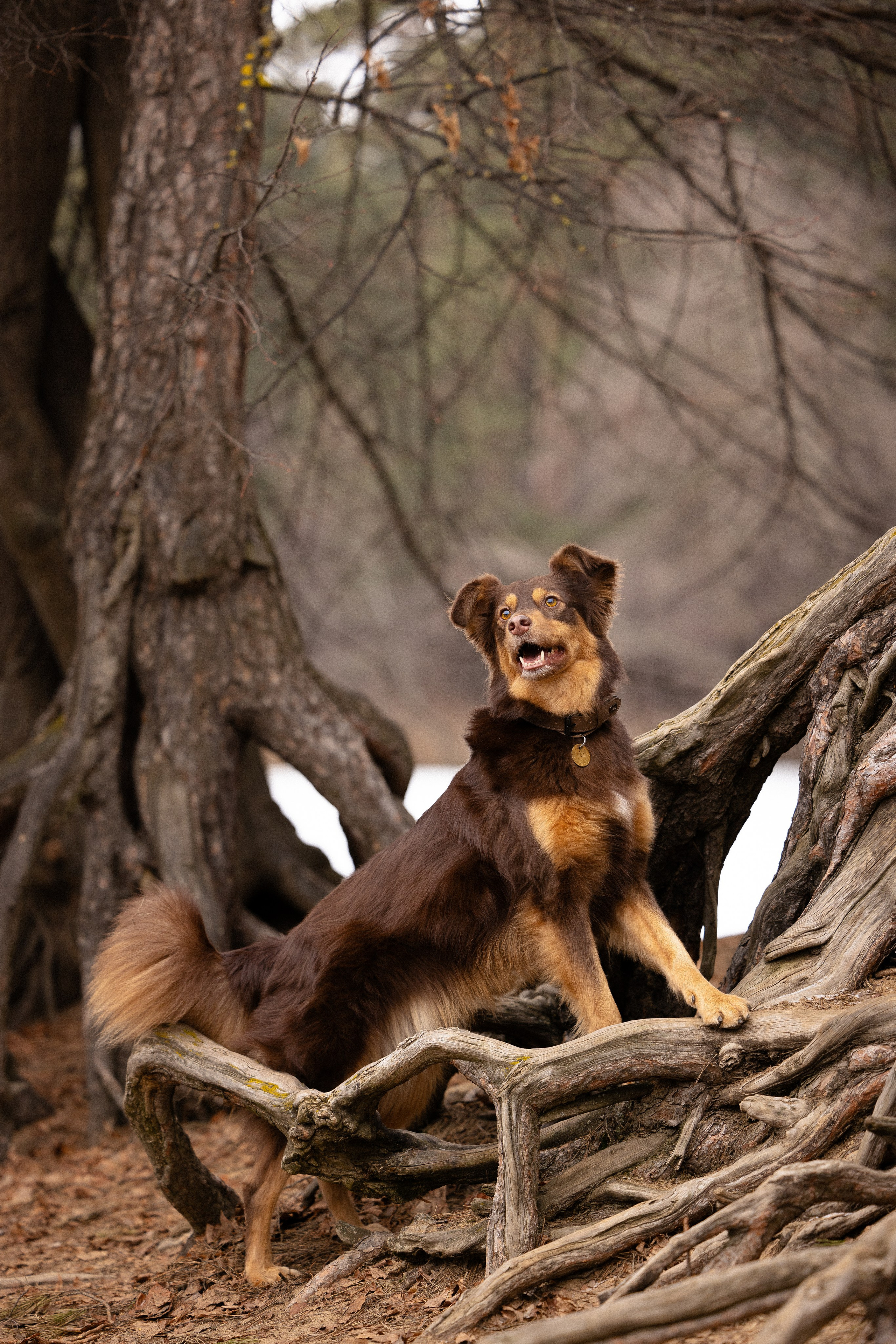 Катя и Мёд. Фотограф и видеограф анималист Аганина Дарья