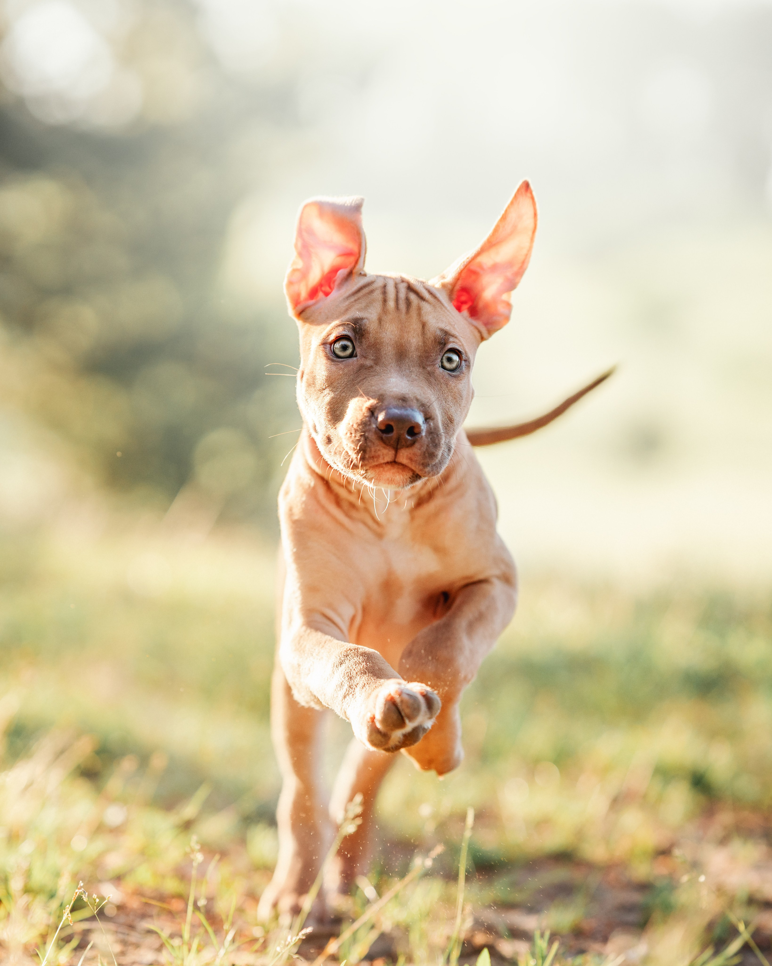 АПБТ. Фотограф анималист Осипчикова Мария