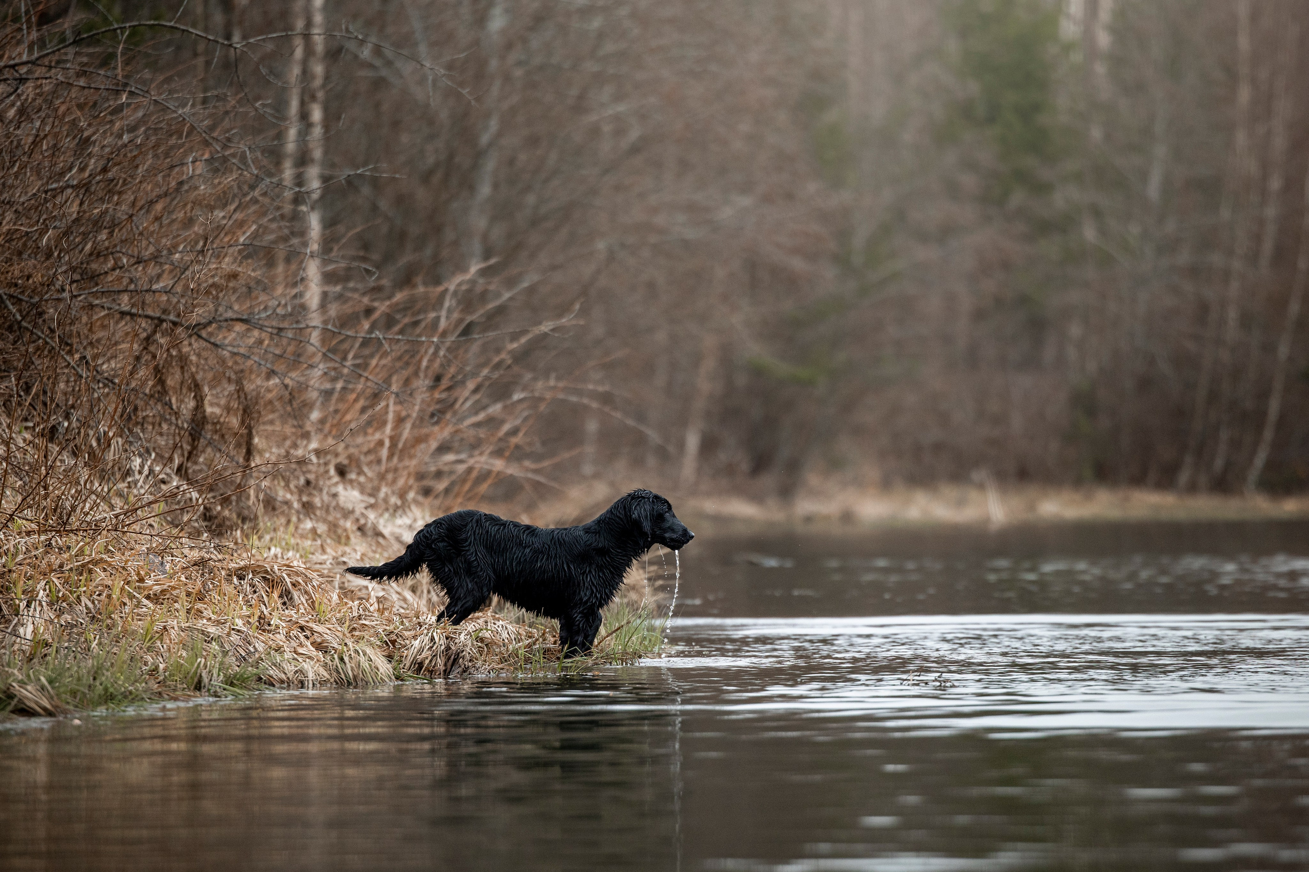 Ора, Ева, Рози и их семья. Фотограф — Анималист | Санкт-Петербург