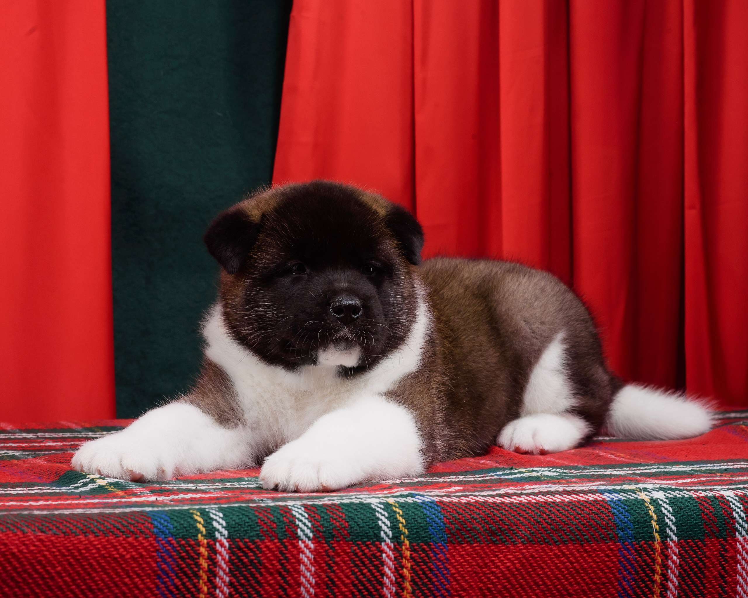 Щенки Американской Акиты. Фотограф — Анималист | Анна Абрамова