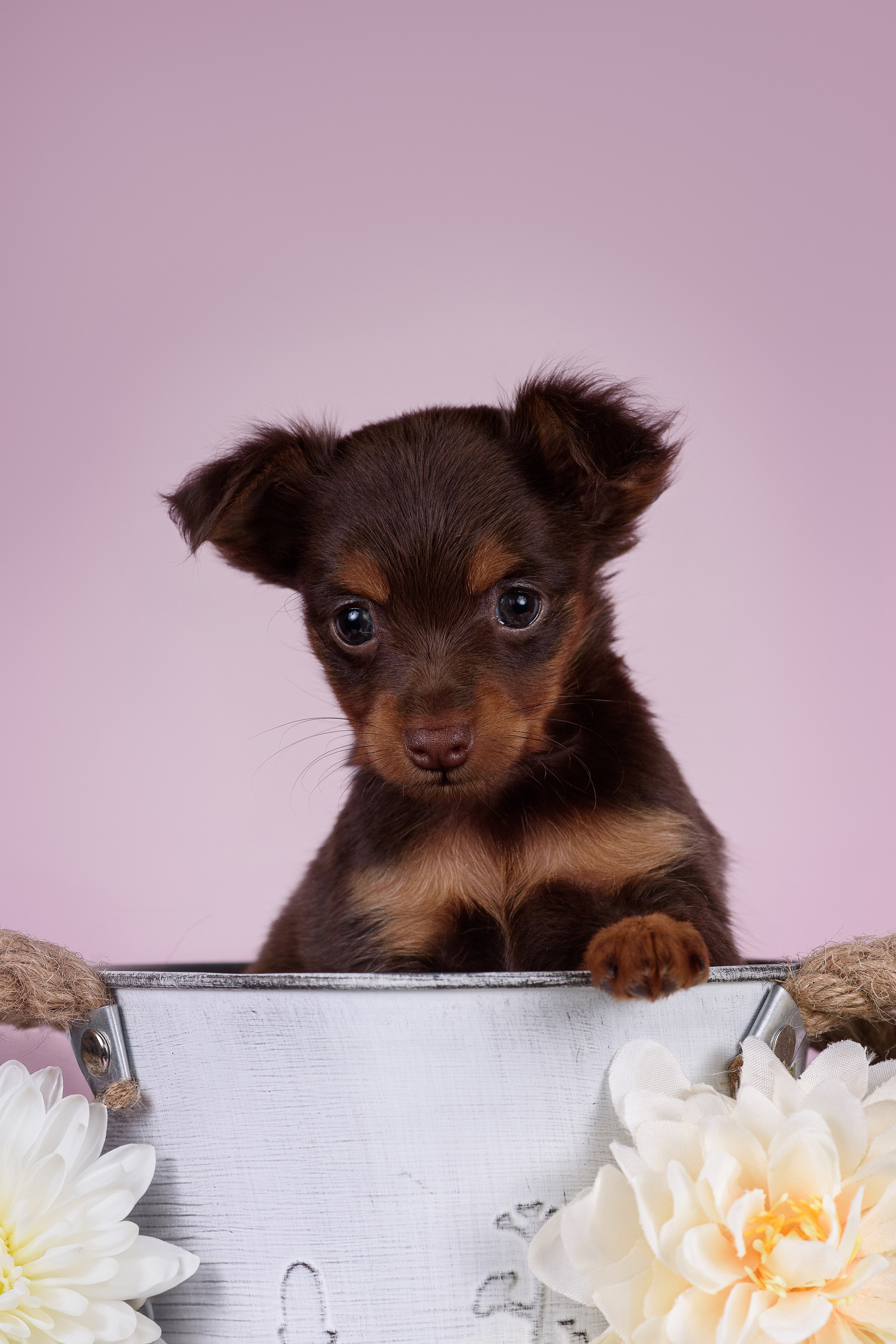 Щенки Пражских крысариков -13.04.2024. Фотограф — Анималист | Анна Абрамова