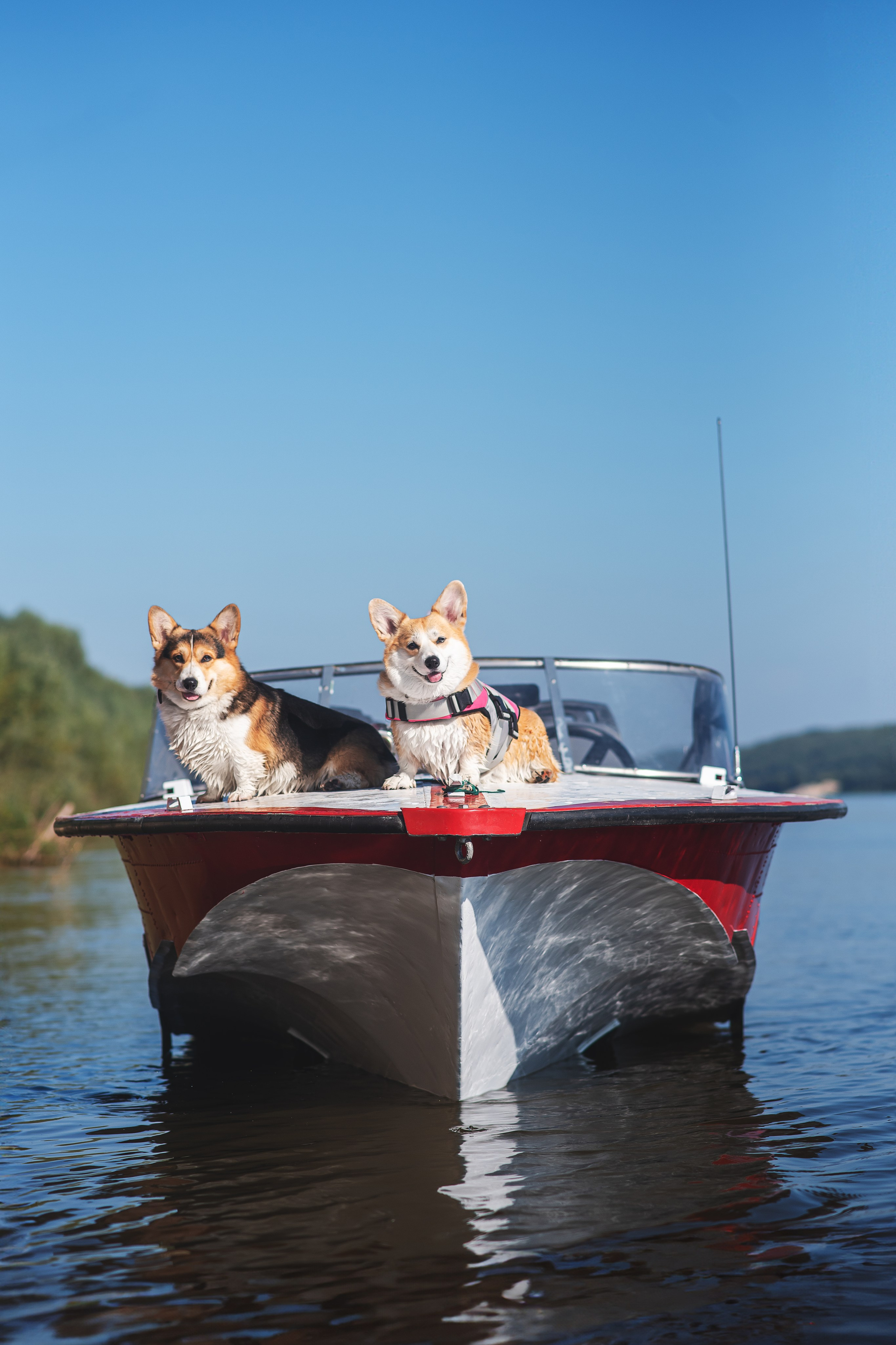 Майк и Лея — 29.08.2024. Фотограф — Анималист | Анна Абрамова