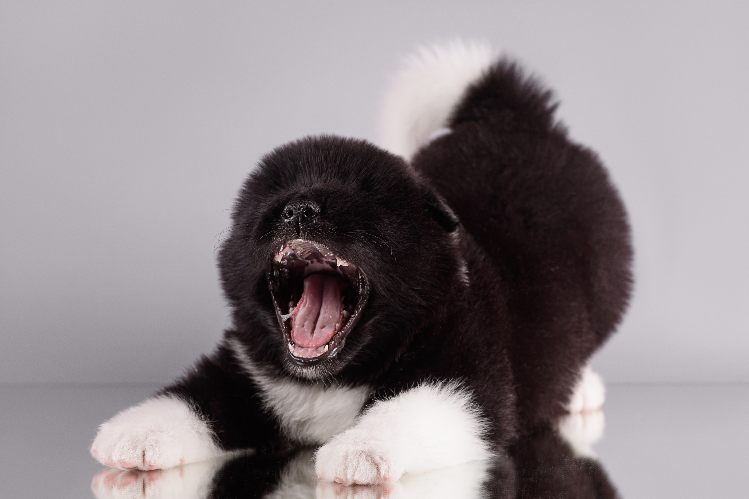 Щенки Американской Акиты — 04.11.2024. Фотограф — Анималист | Анна Абрамова