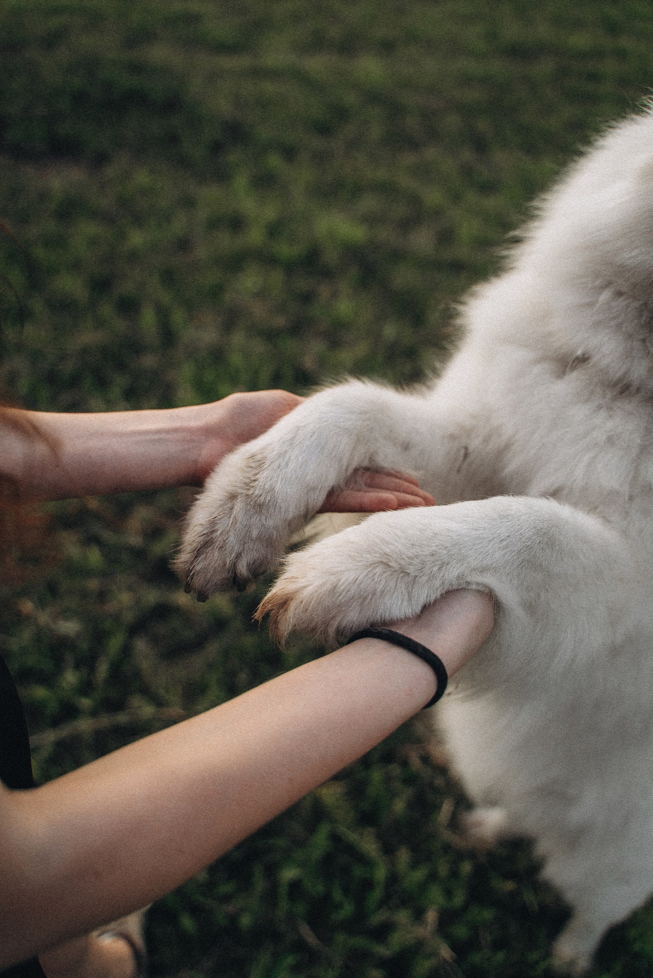 Алёна и Челси. Фотограф-анималист Богданова Полина