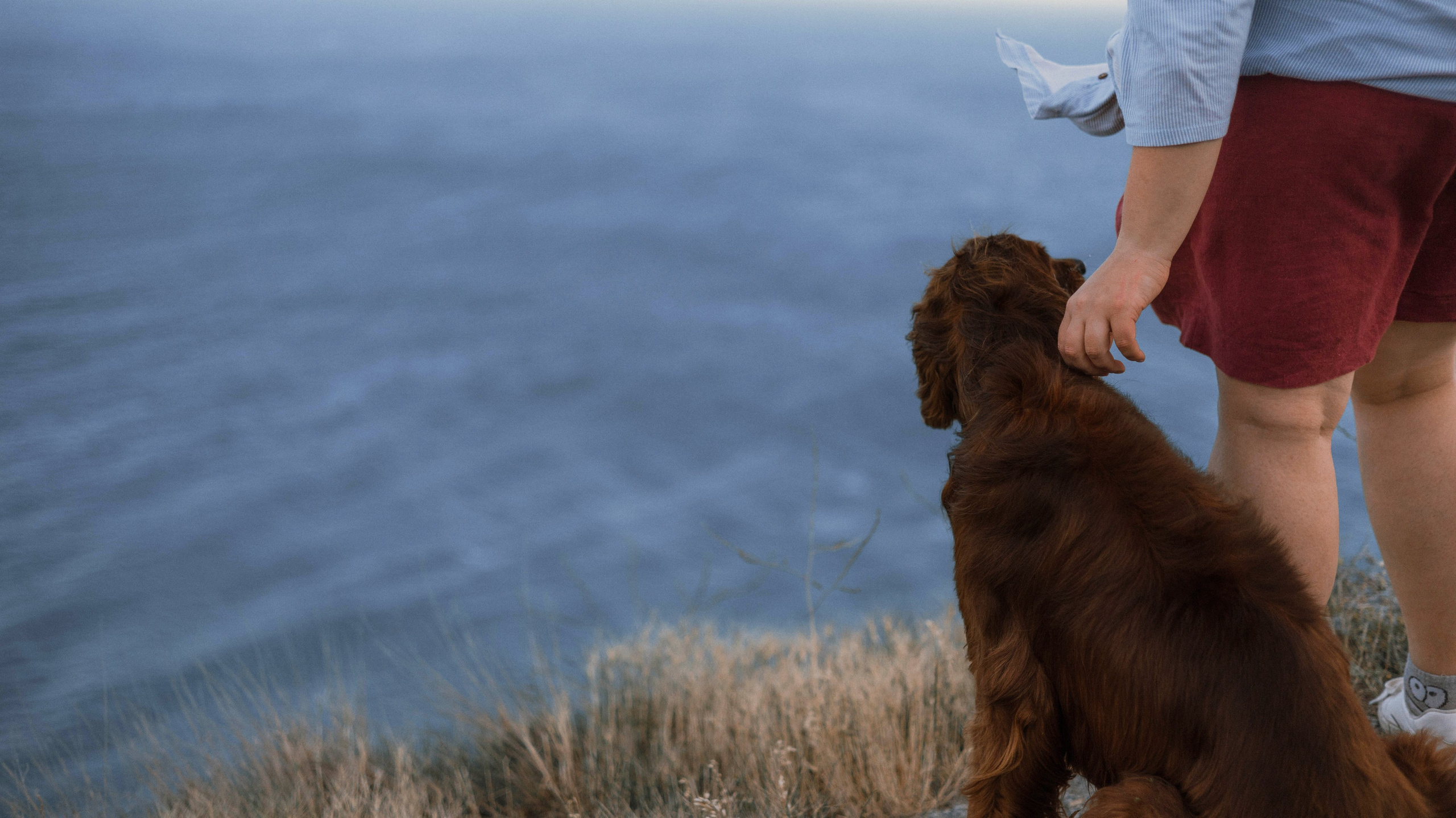 Ольга и Шеймас. Фотограф-анималист Богданова Полина