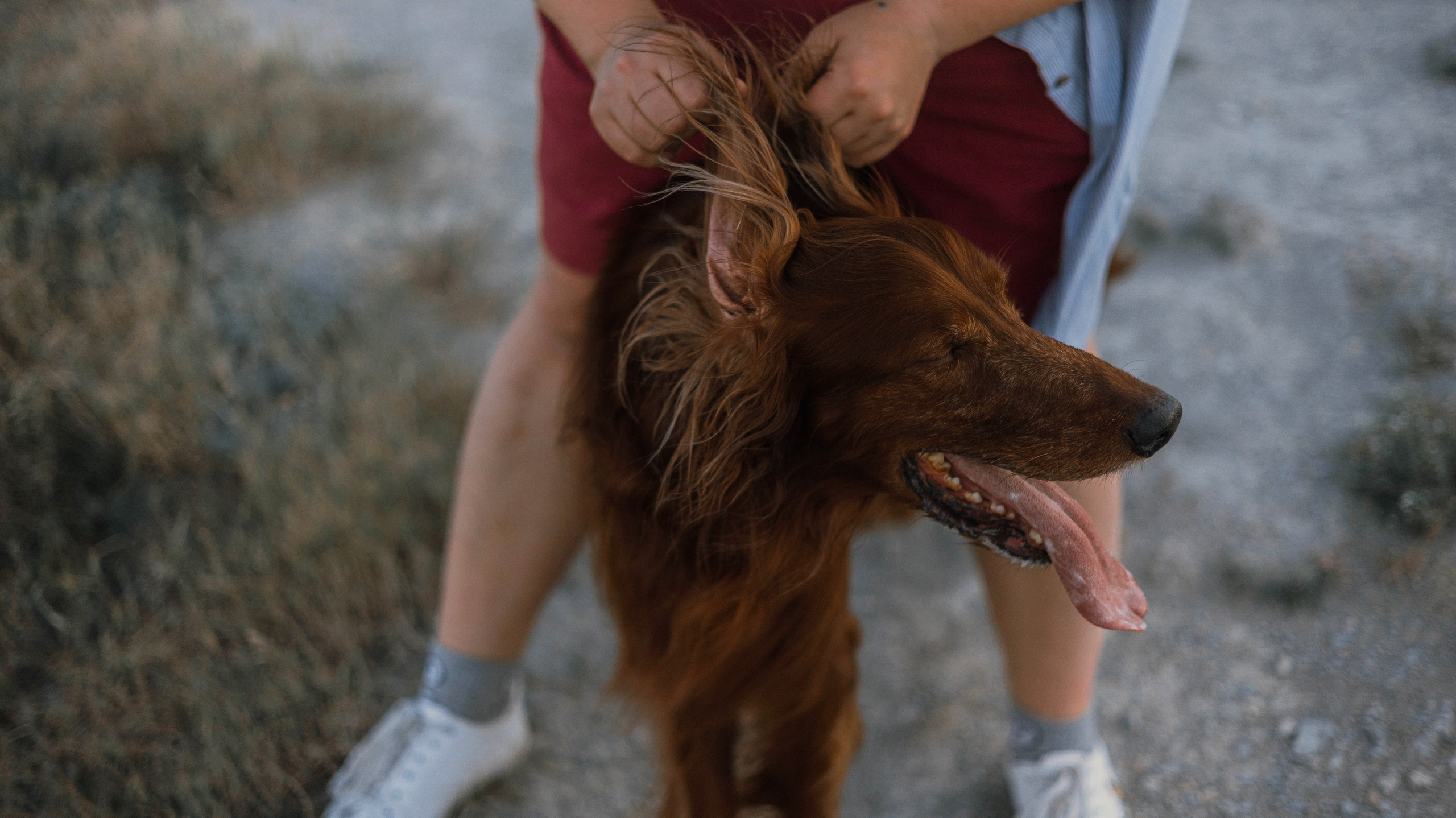 Ольга и Шеймас. Фотограф-анималист Богданова Полина