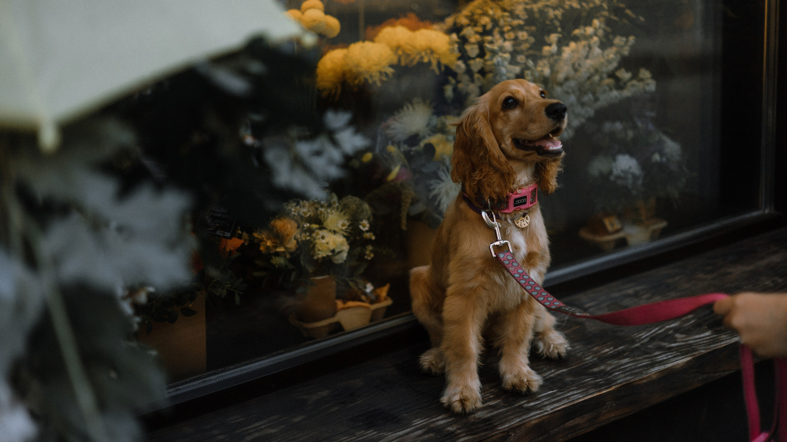 Аня, Андрей и Юта. Фотограф-анималист Богданова Полина