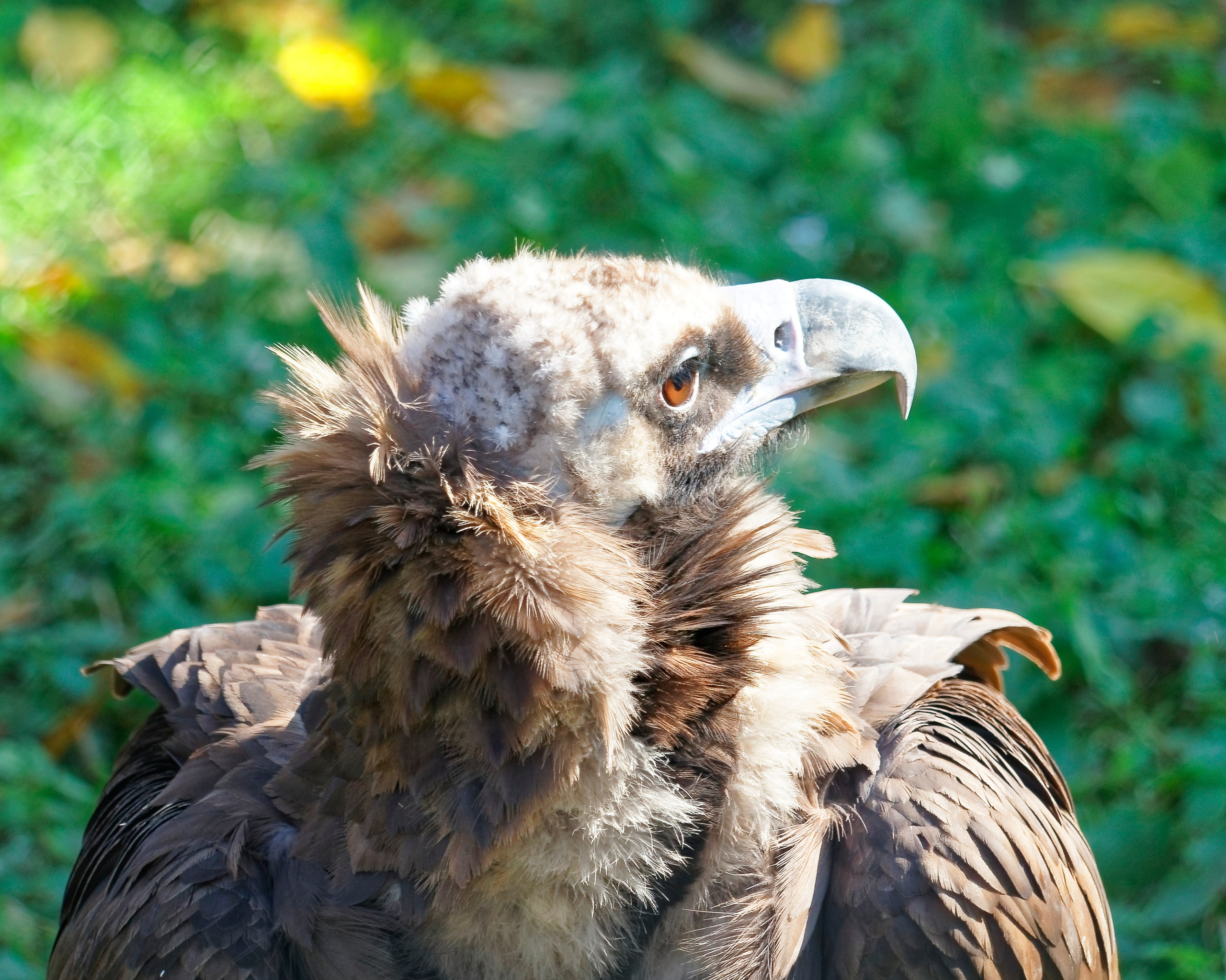 МОСКОВСКИЙ ЗООПАРК. Фотограф Владимир Роля